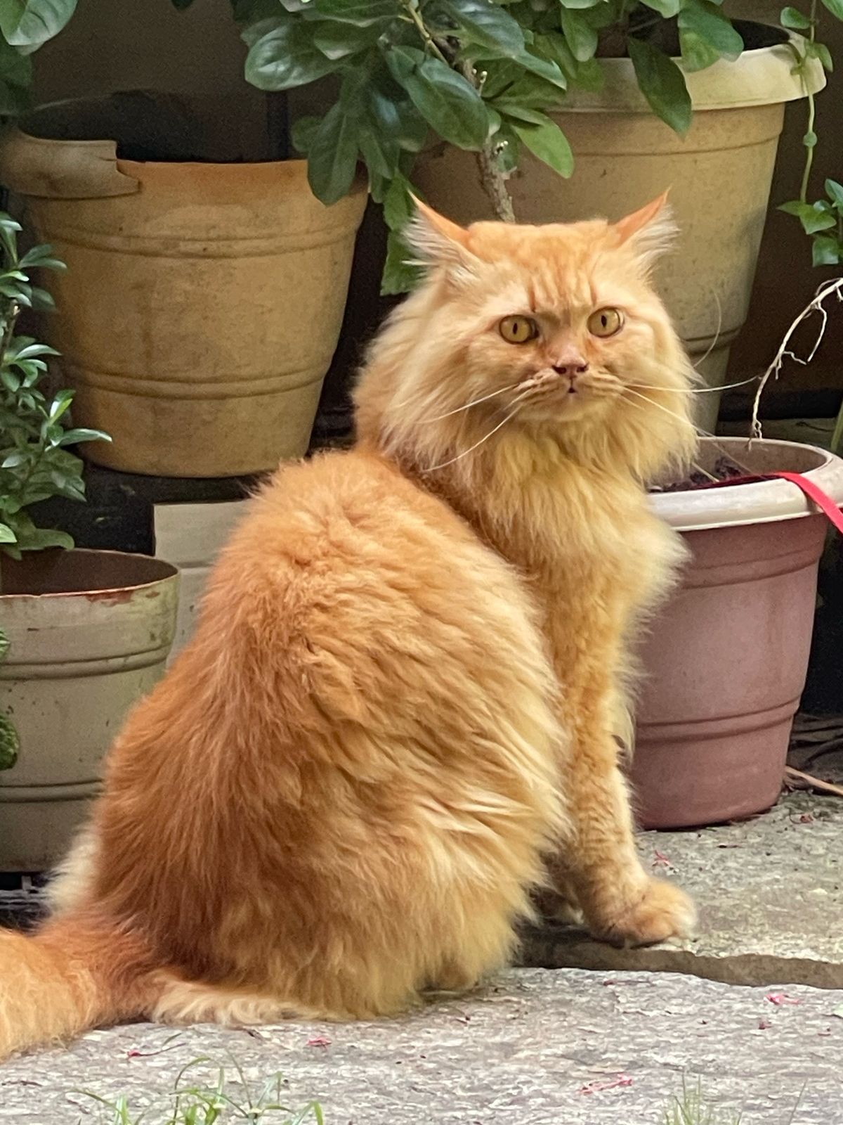 simba - Karikkamkulam Footpath, Kozhikode