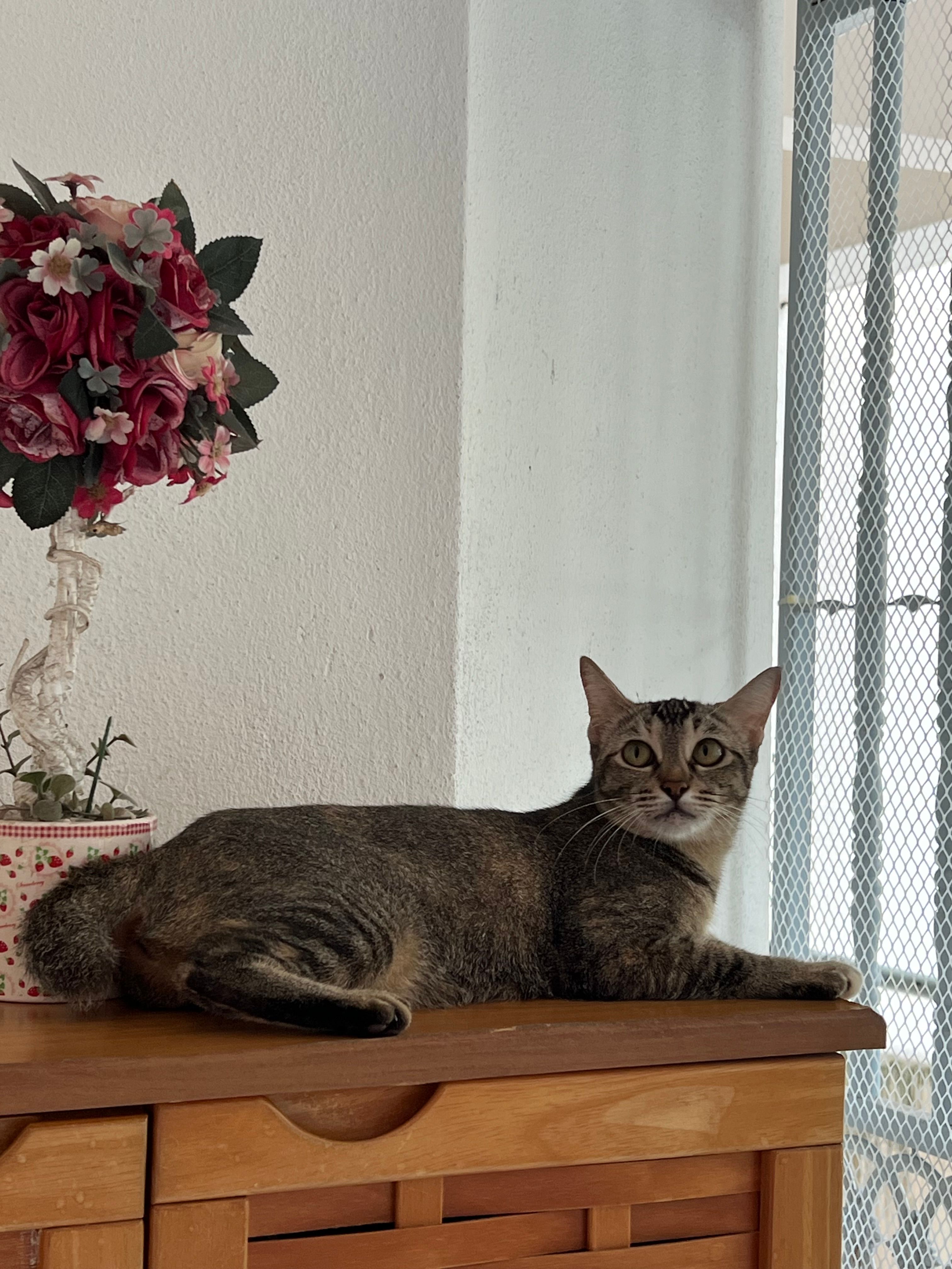 Lola - 11900, Bayan Lepas