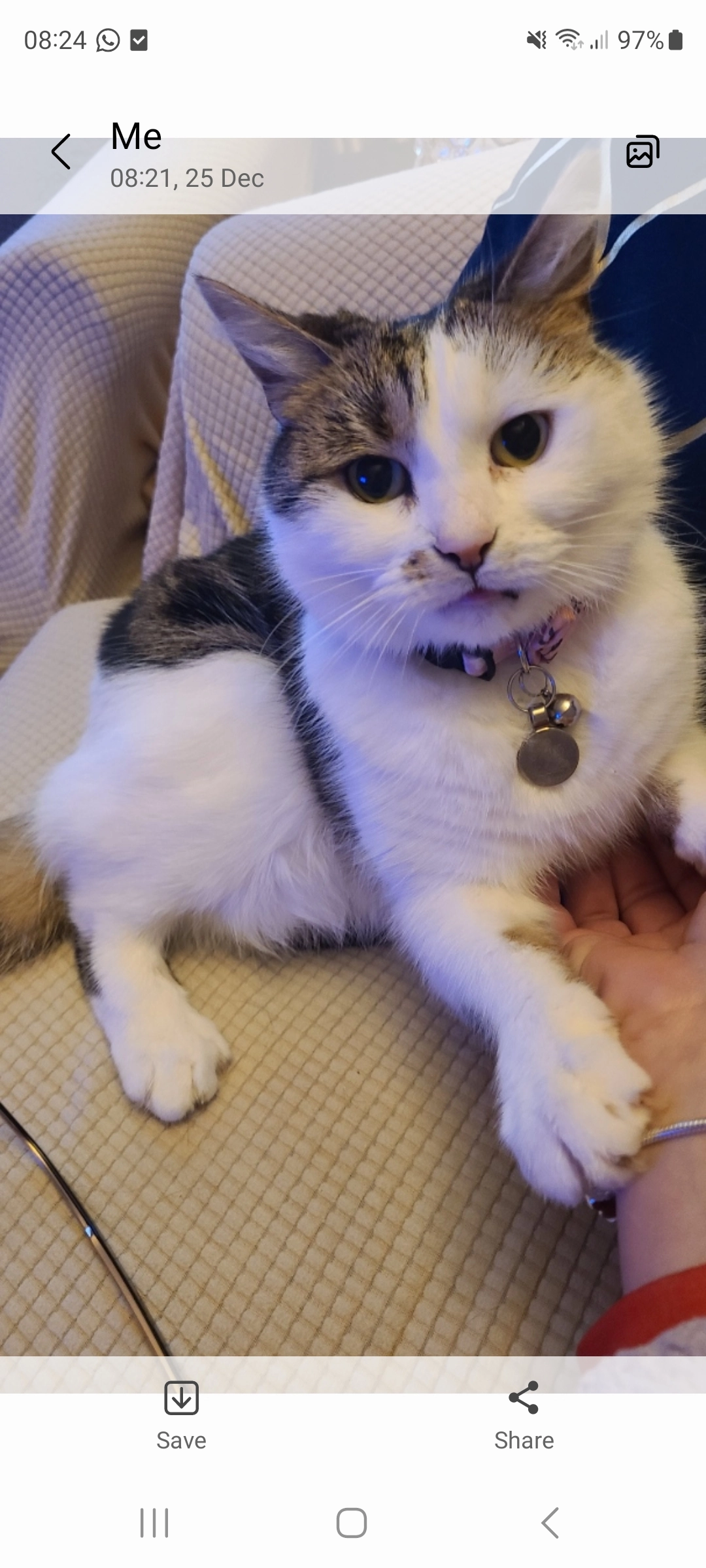 Molly - Kinmel Way, Abergele