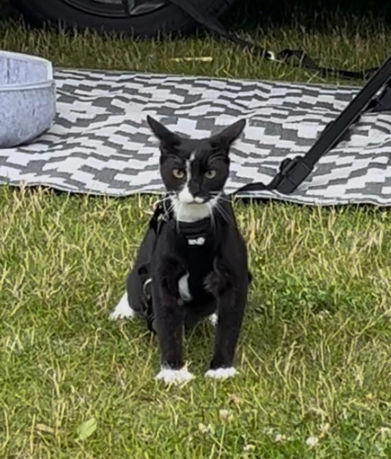 Hanni - Ellens, Zetel