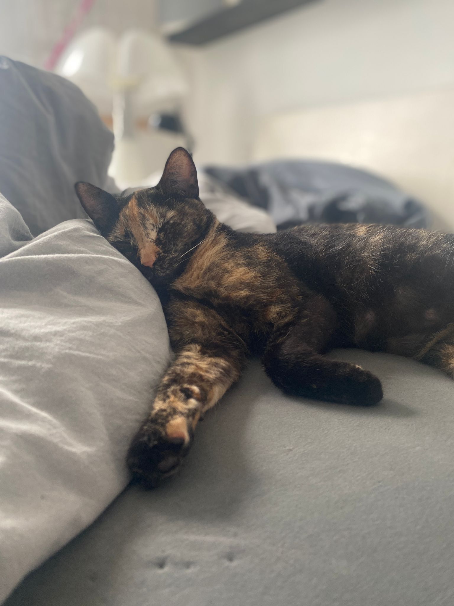 Gizmo - Ds Distr-1 Secci-1, Marratxí