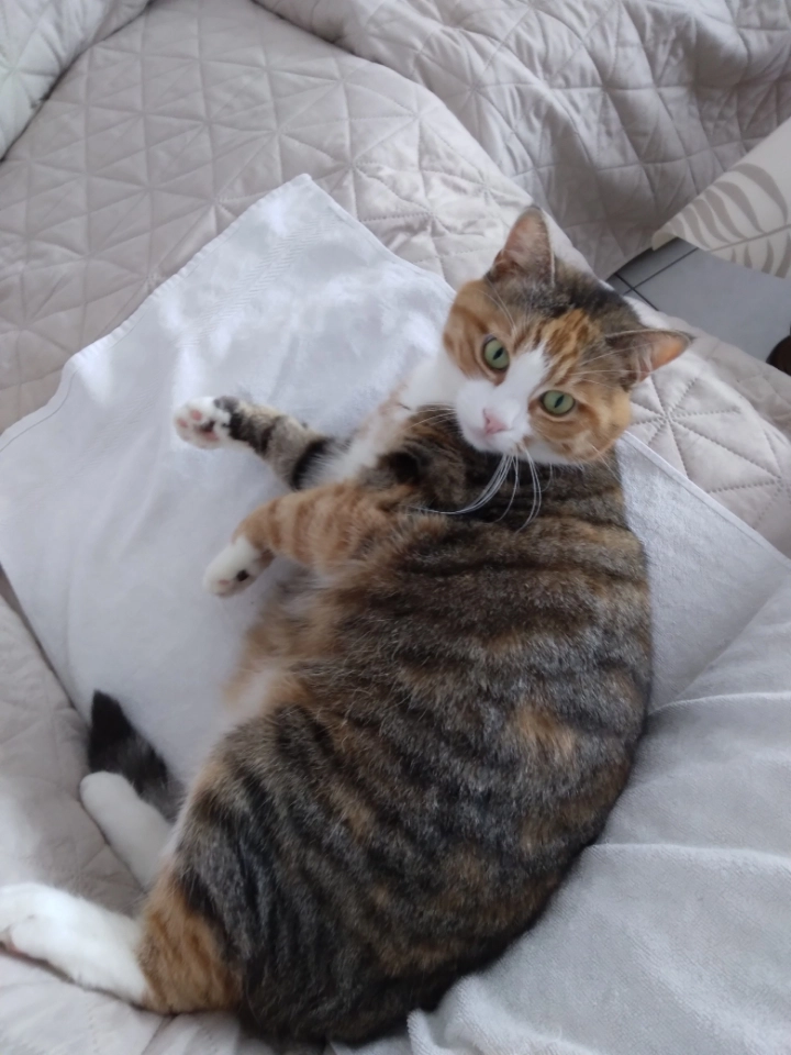 Bella  - 6 Rue Sainte-Marie, Sierentz