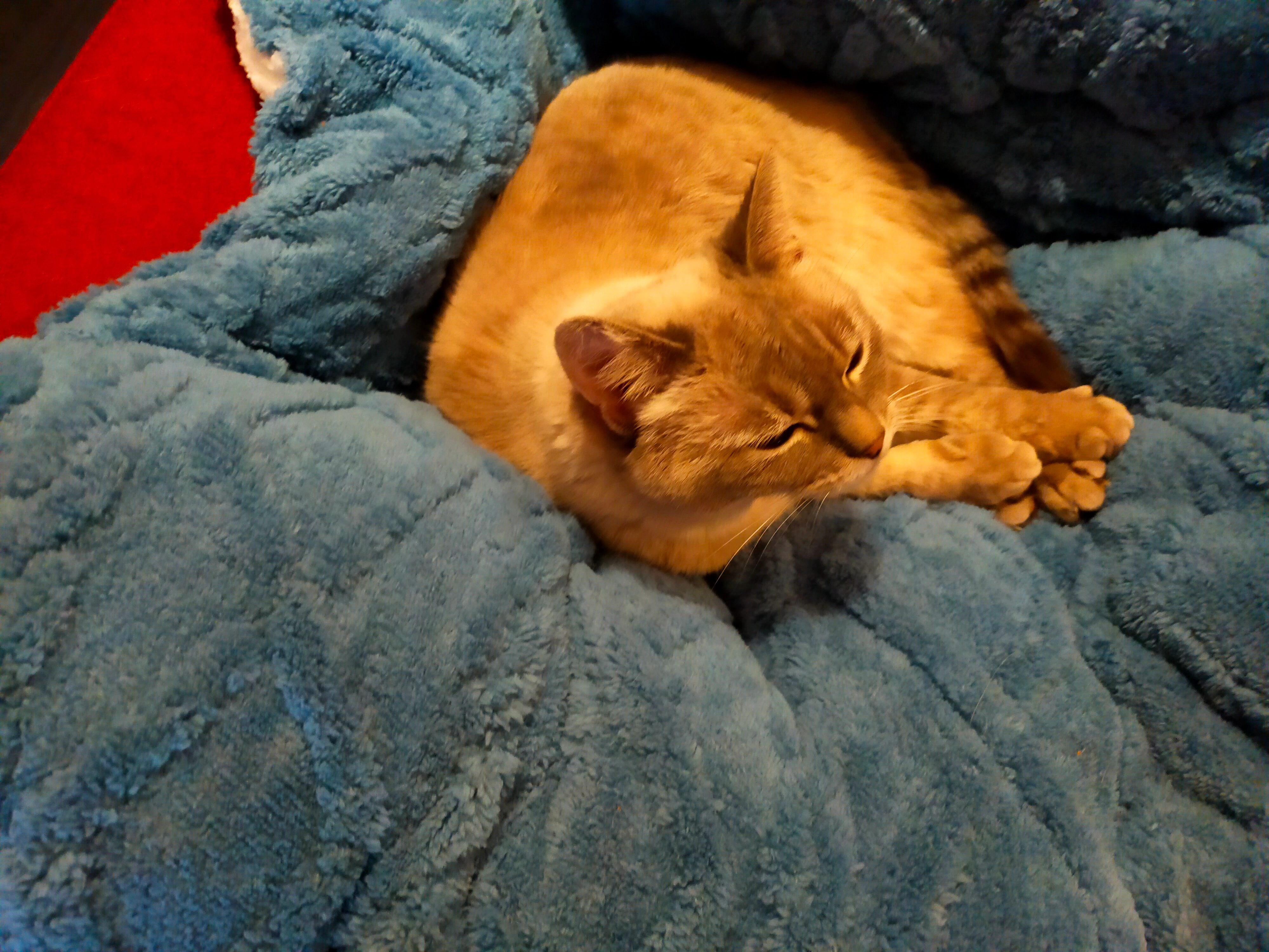 Ondine  - 2 Rue des Buissonnets, Saint-Amand-Montrond