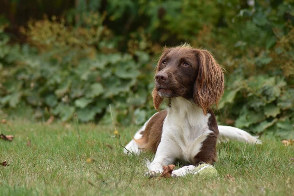 Mokka - Rijweg, Herent
