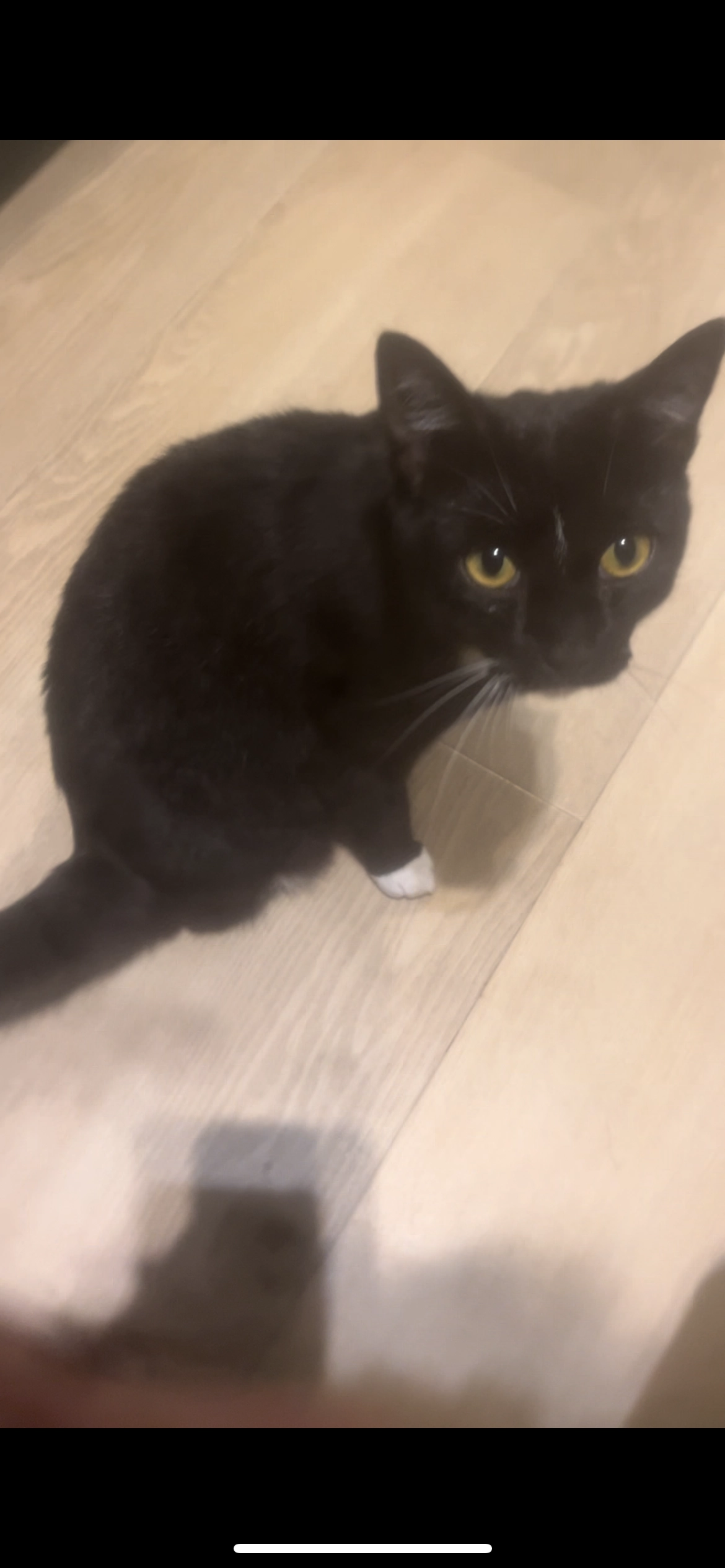 Schnitzel - 6042, Roermond