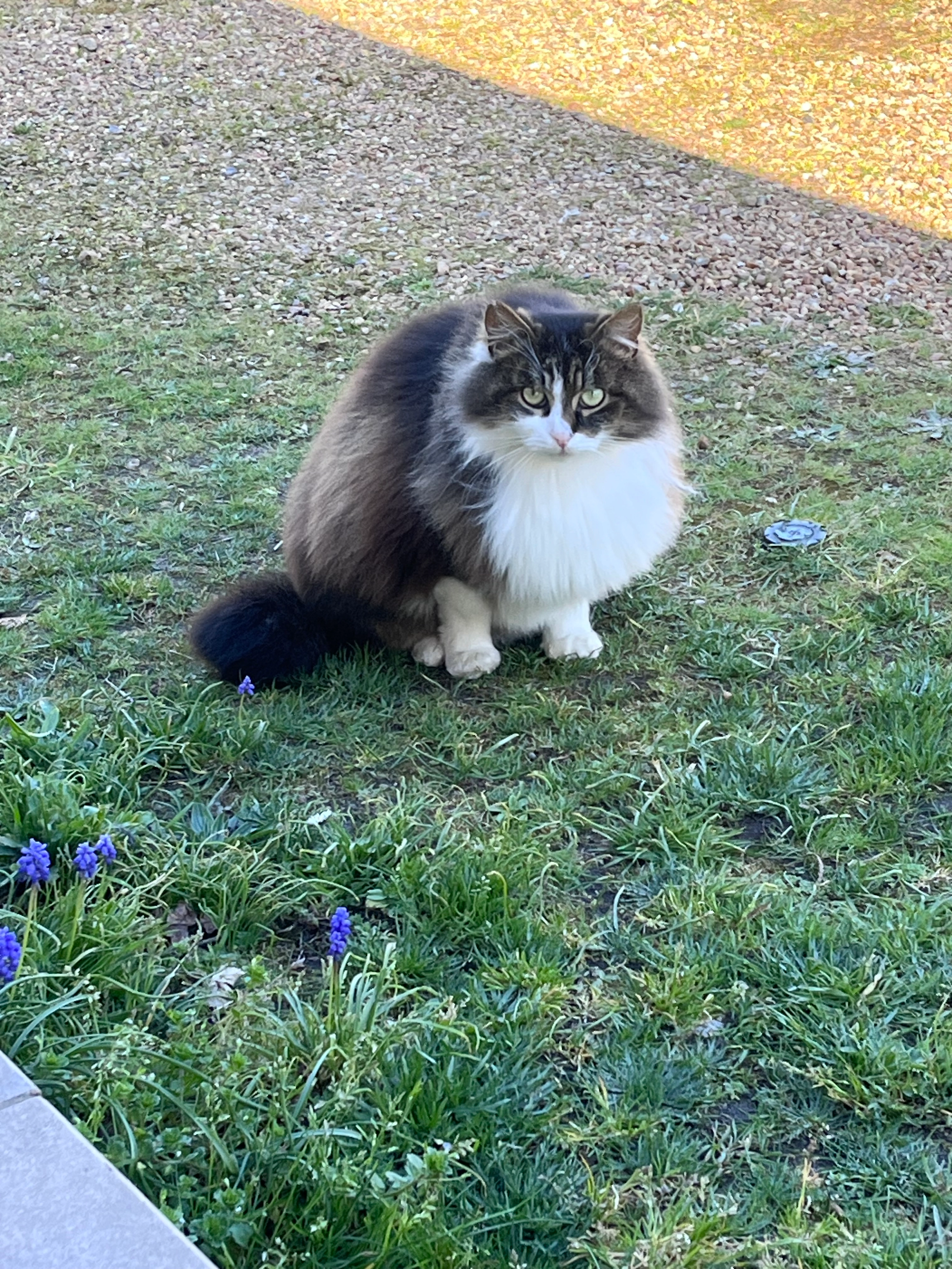 Zorro - Route De Surfonds, Challes