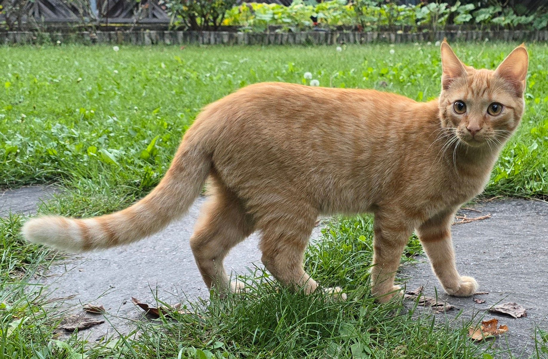 Maunz - Fischzuchtweg - Via Del Laghetto, Brixen