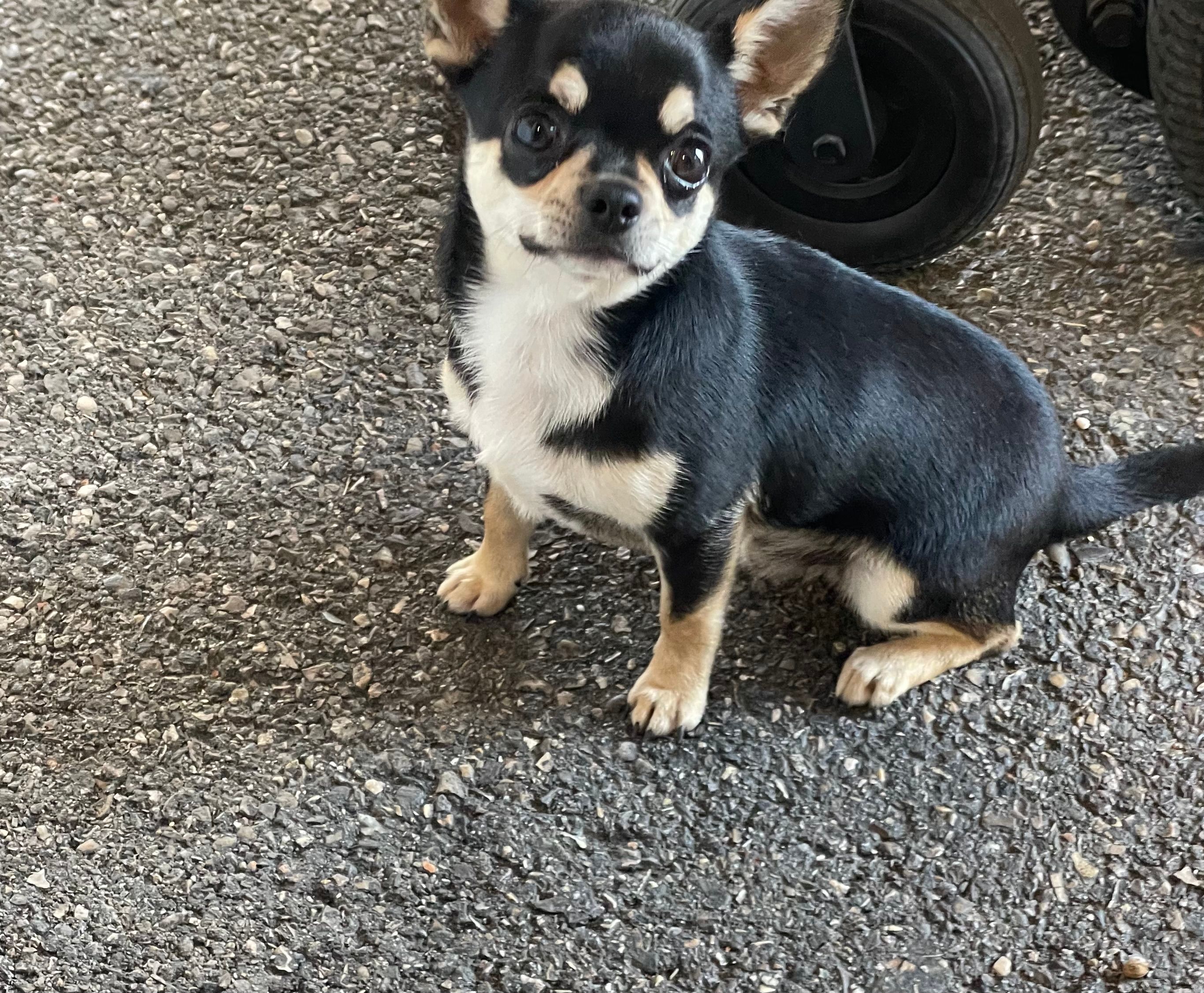 Gizmo  - 106 Avenue de la Galochère, Saint-Martin-d'Hères