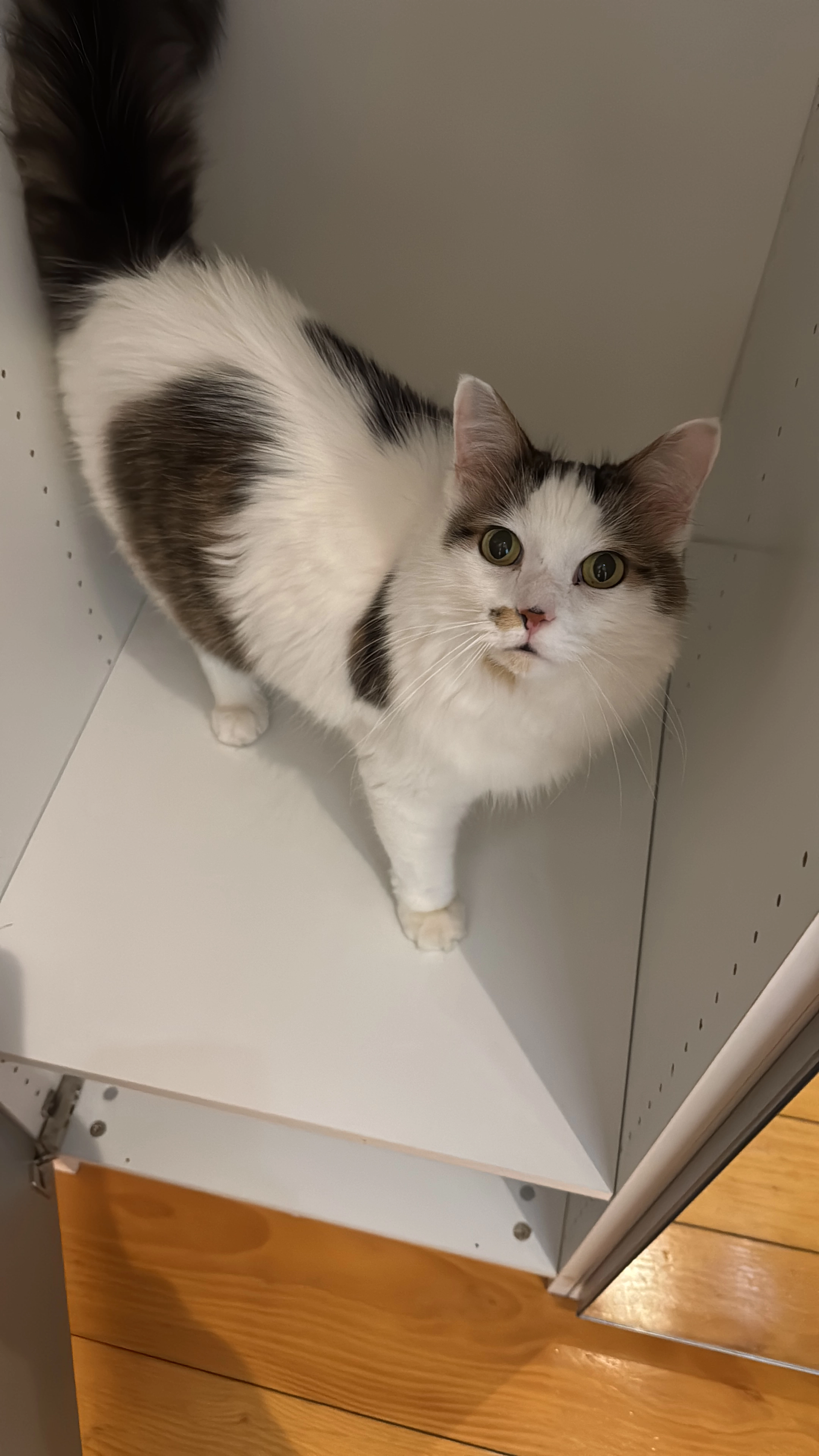 Chacha - 3 Avenue Perdtemps, Gex