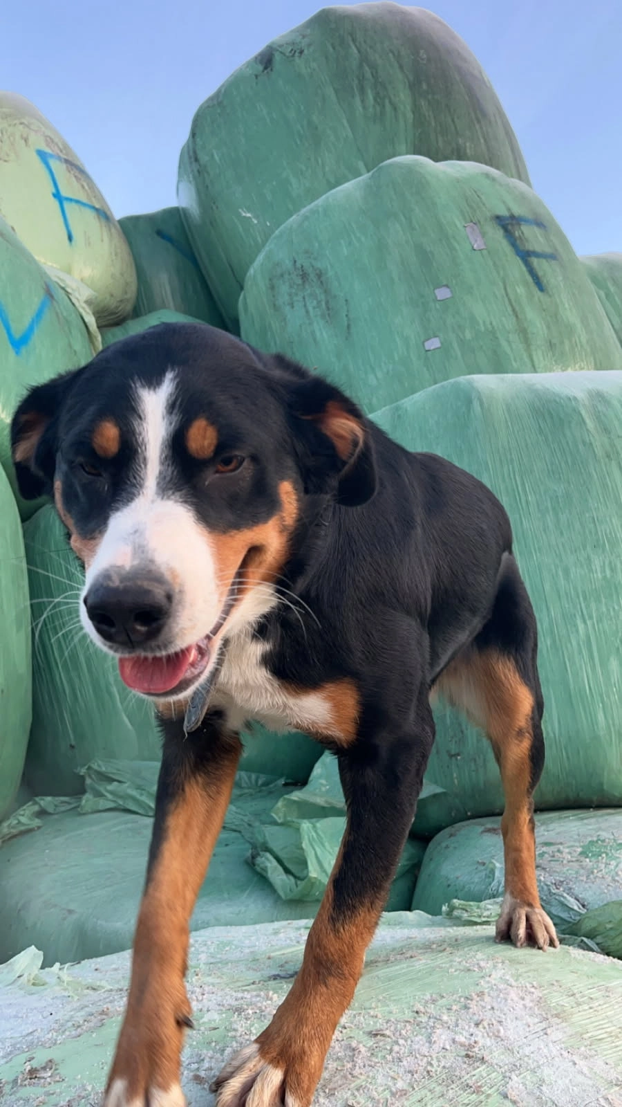 Ulka - Hameau De Vachy, Champlost