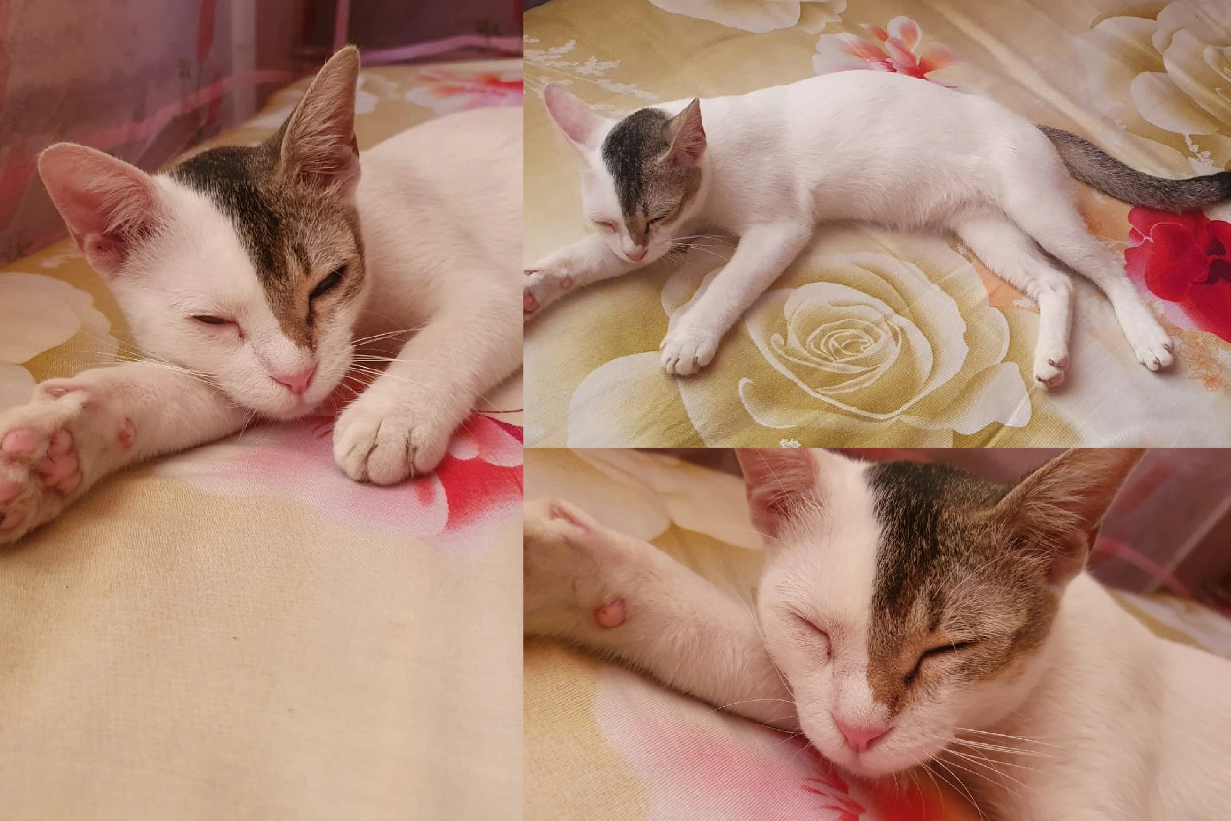 chunnu - Turag Thana, Dhaka