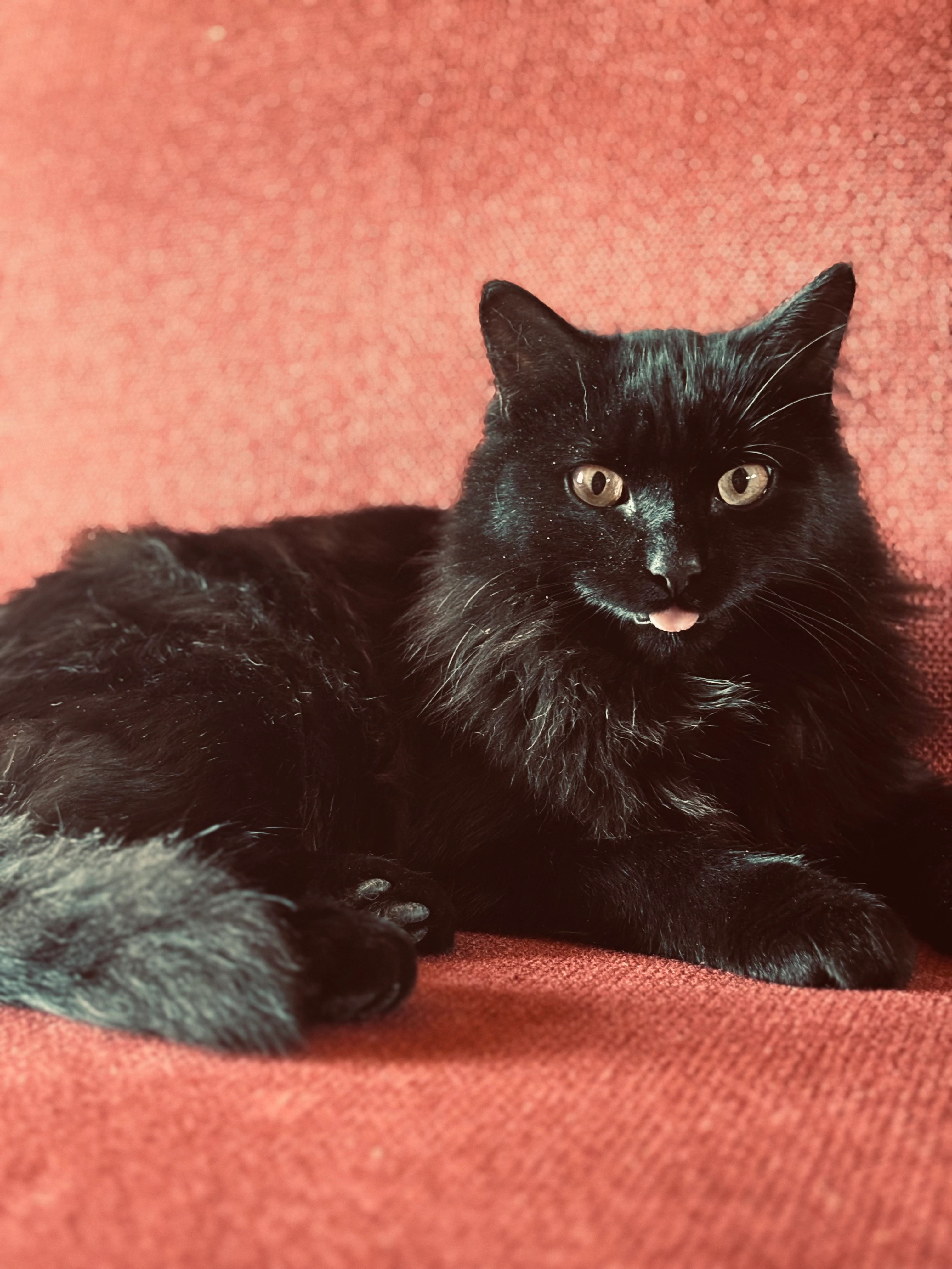 Igor - Route de Larribeau, Nérac