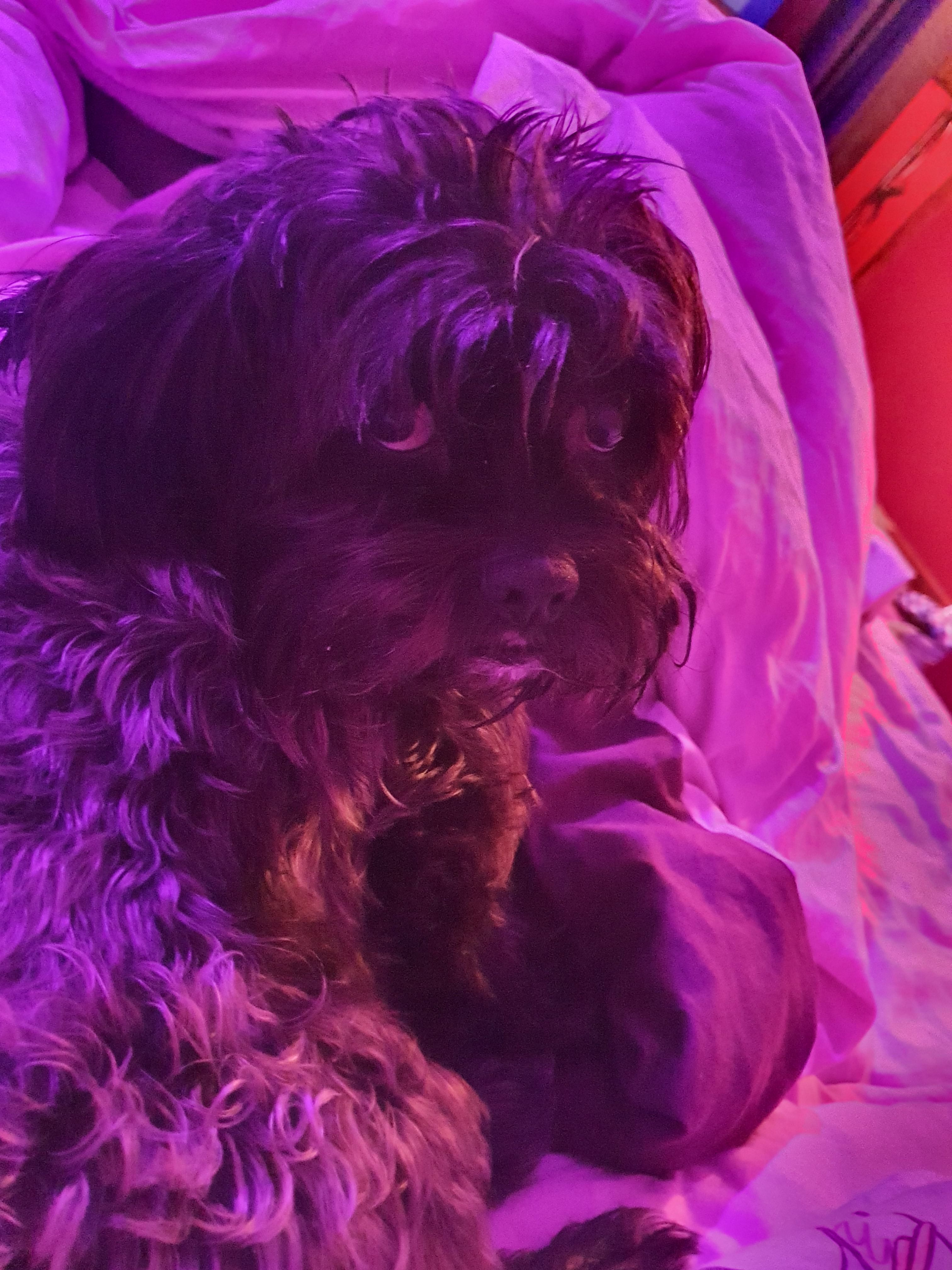 Tallulah  - Nesfield Close, Chesterfield