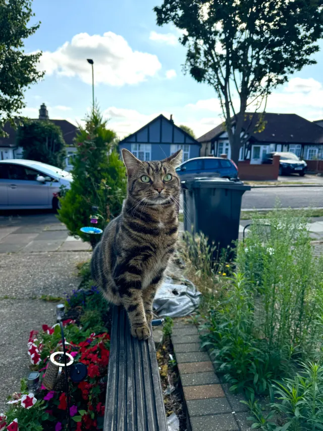 Micio - Eastmead Avenue, Greenford