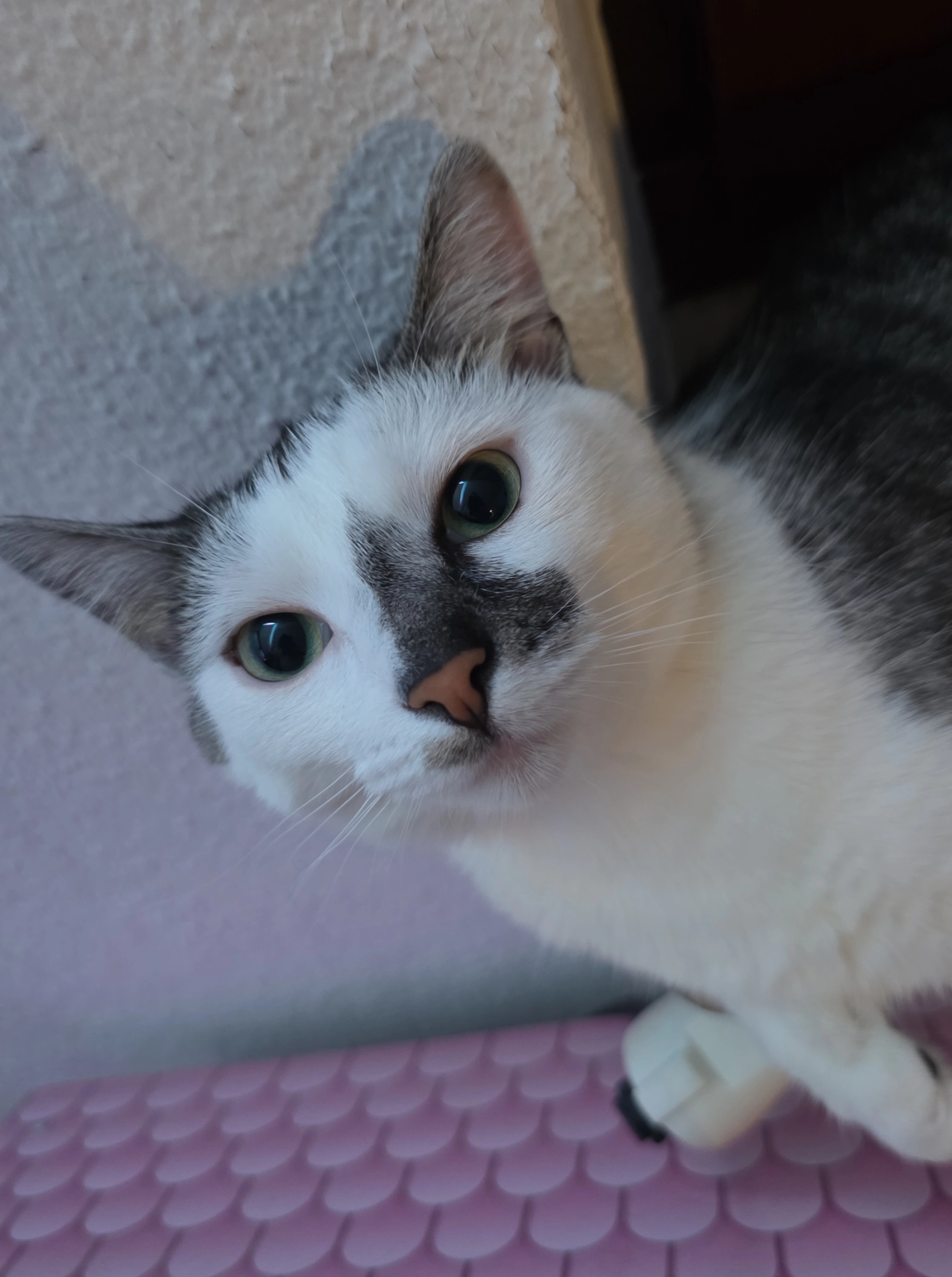 Cookie - Bettenweg, Marburg