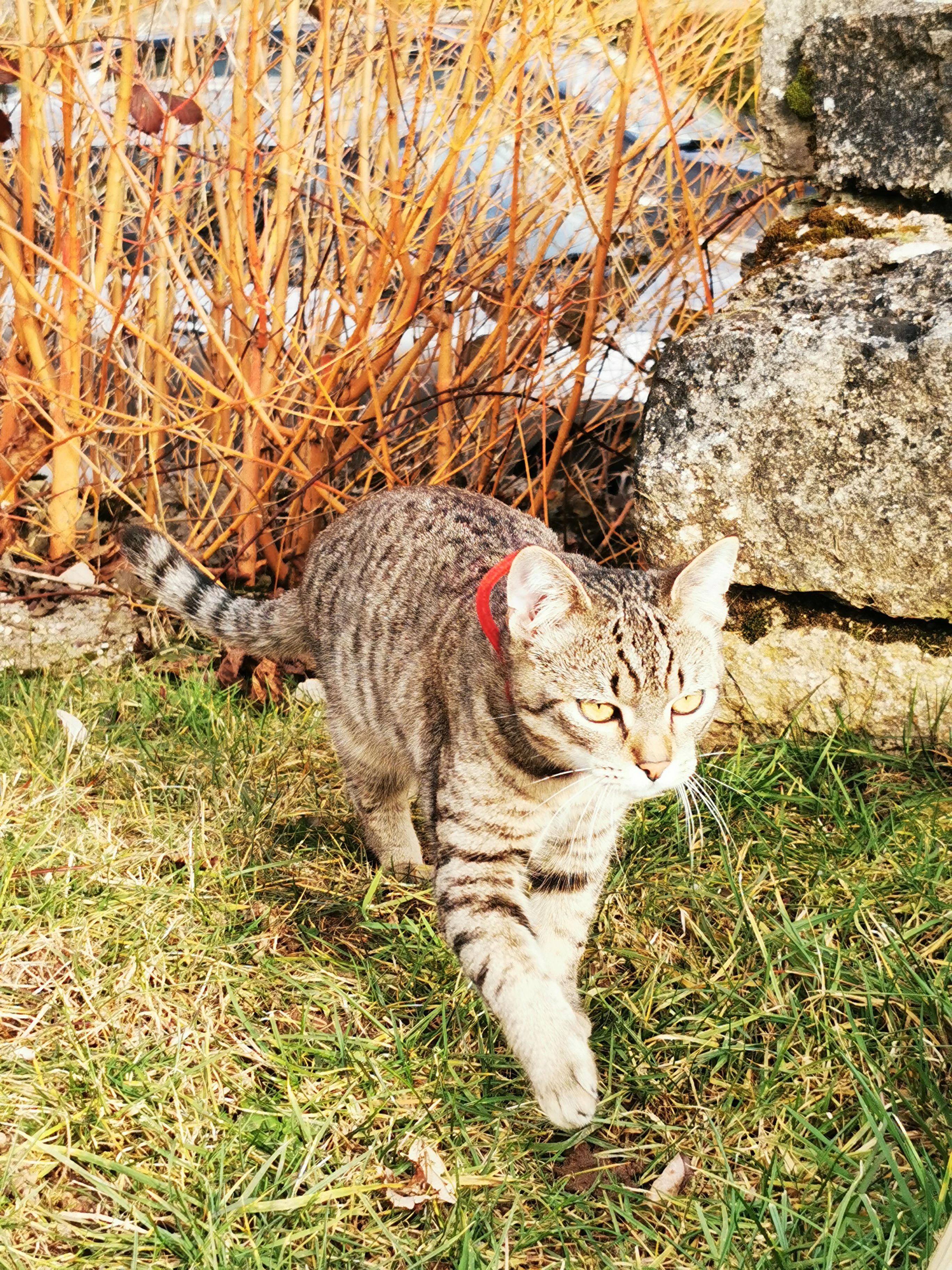 Sashimi - 8 Rue des Roses de Noël, Chantraine