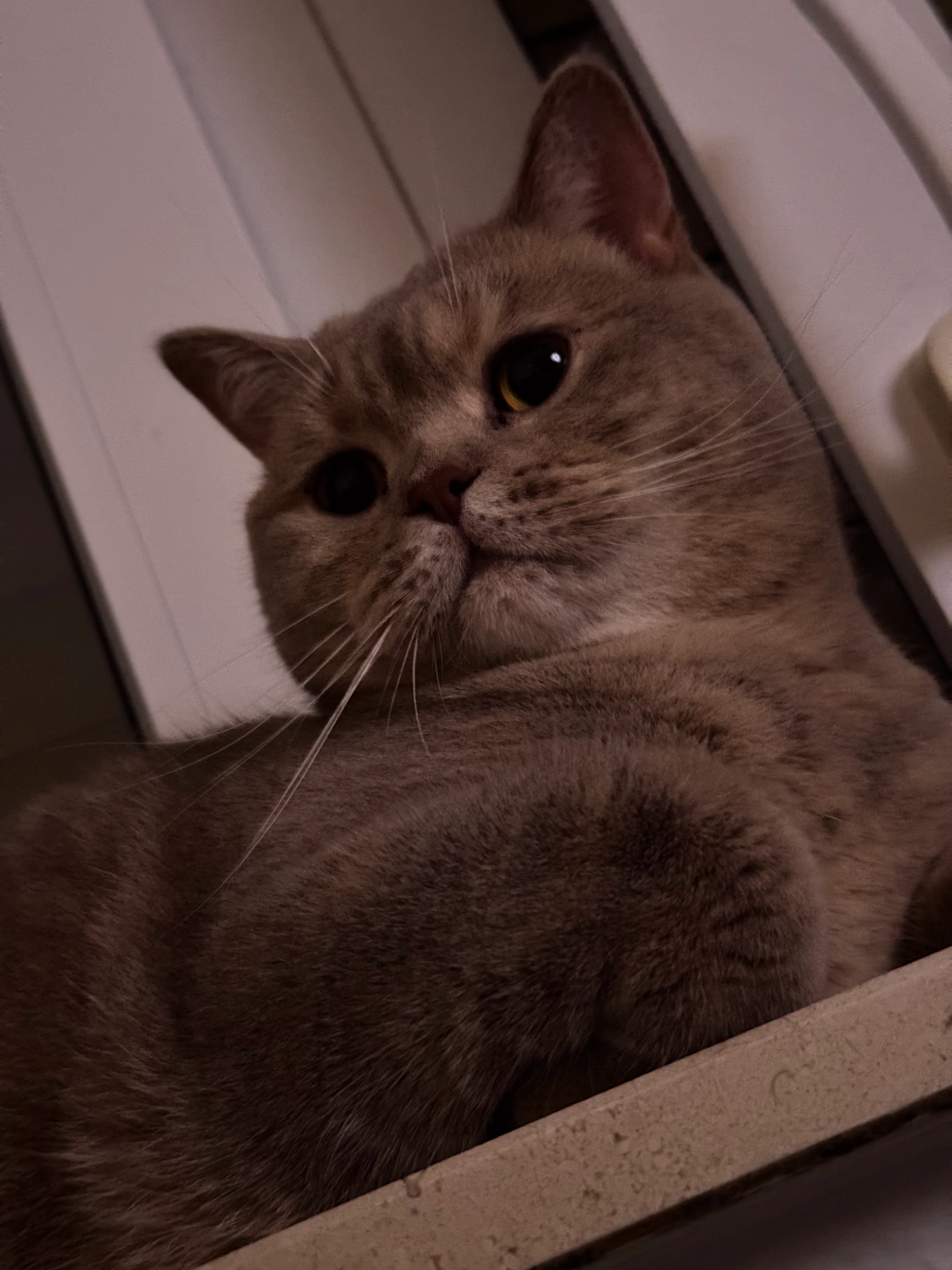 Mia - Alte Dorfstraße, Hasselroth