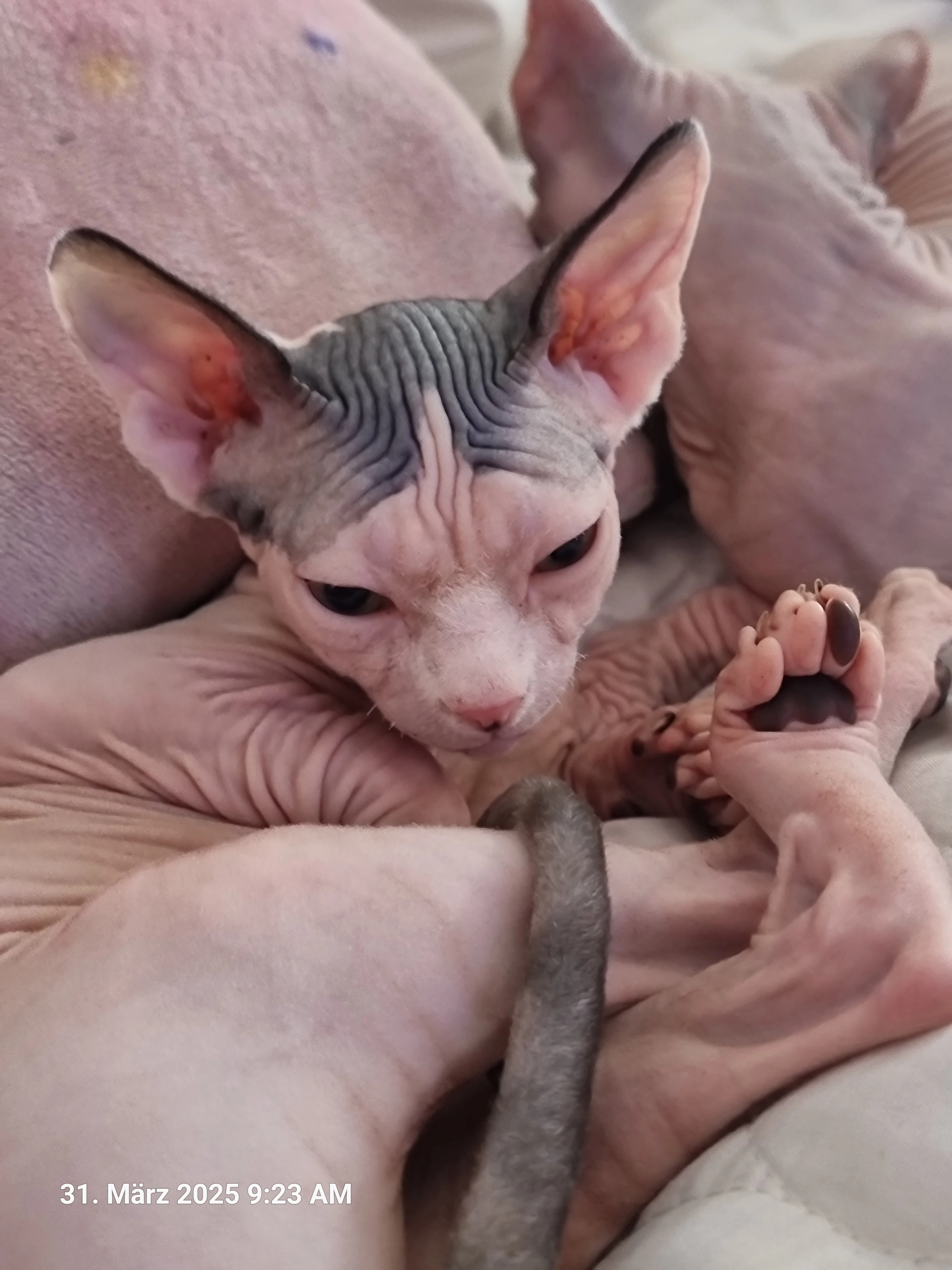 BORIS - Gartenstraße, Königsbach-Stein