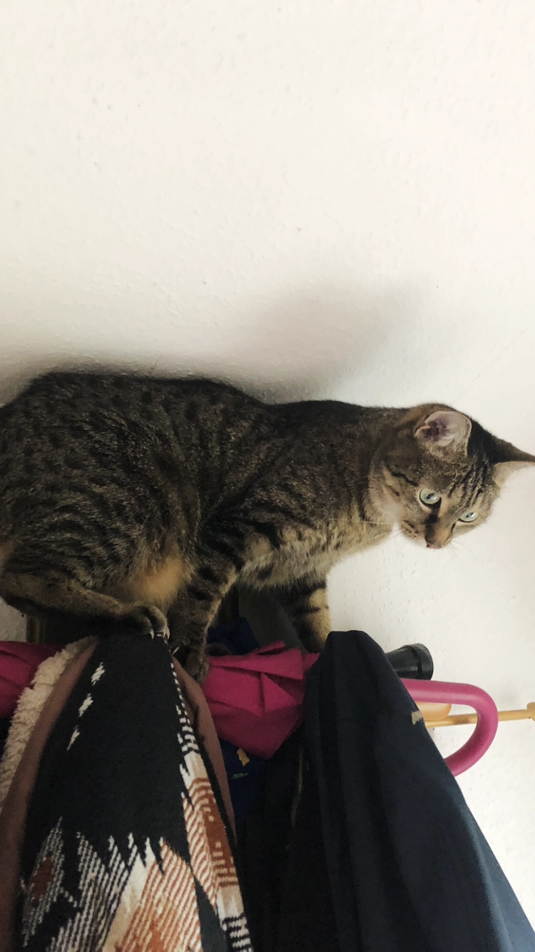 Roufi  - Hohlweg, Dammbach