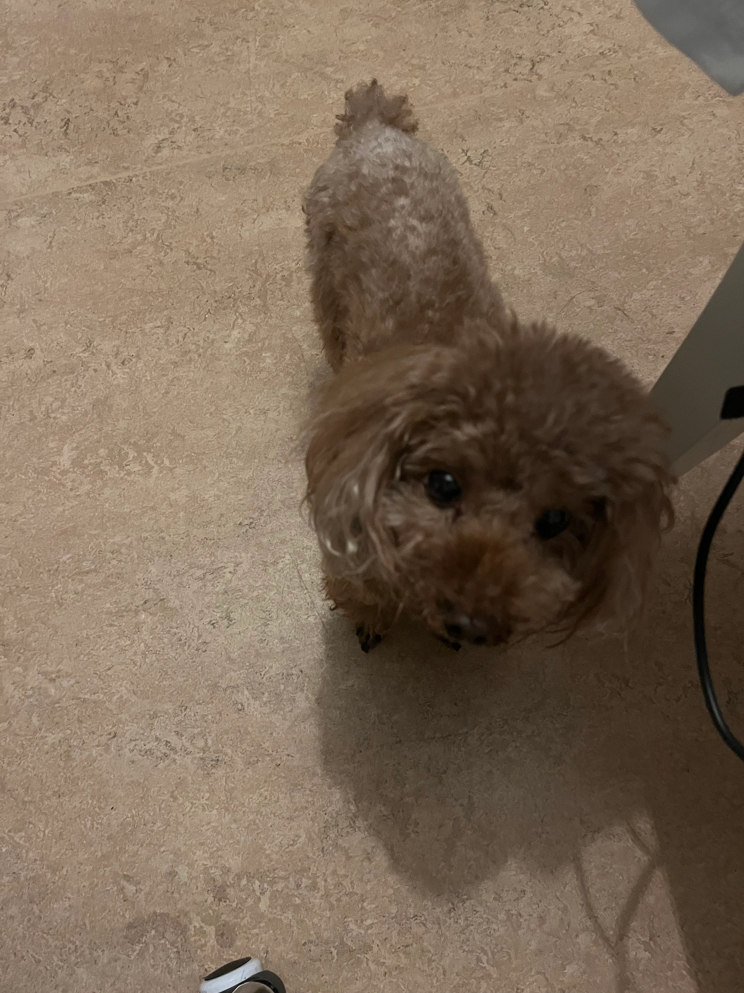 Ding ding - Glasmästaregatan 18G, Göteborg