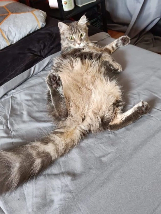 Sukuna  - Rue Du Moulin Maillet, Bons-en-Chablais