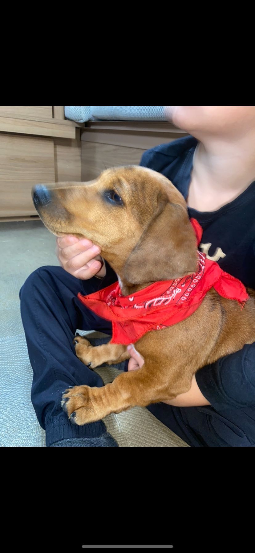 Woody  - Harlow Road, Harlow