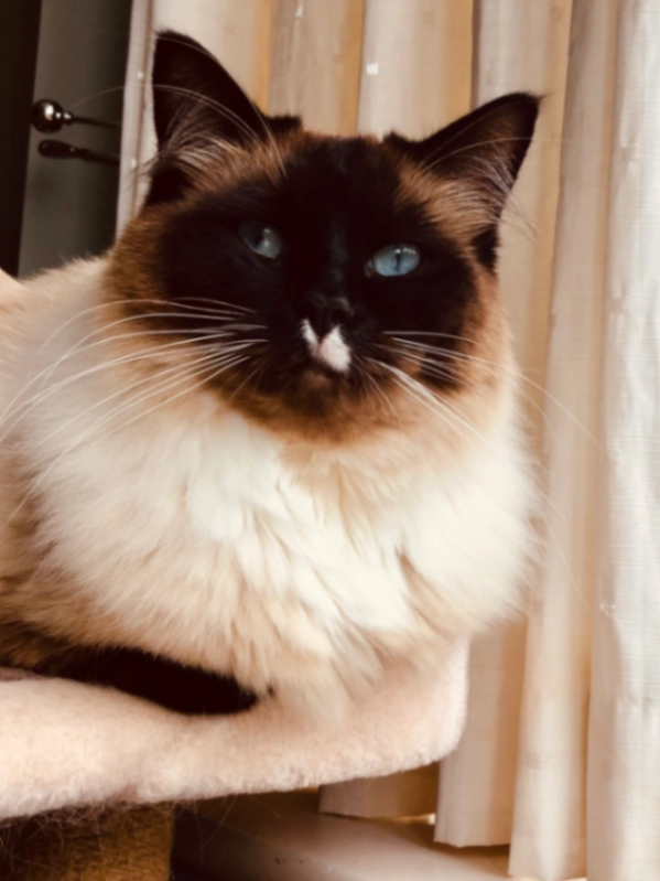 Teddy - Walton Road, Bournemouth