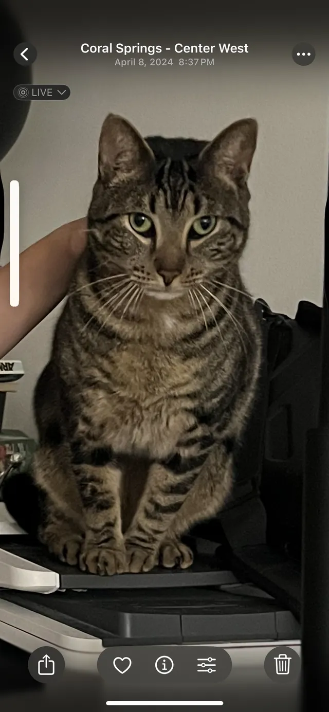 Tiger - 11231 Royal Palm Blvd, Coral Springs