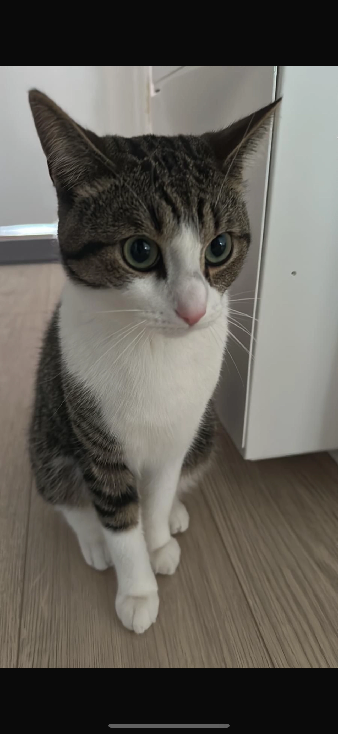 Pablo - Podbielskistraße, Hannover