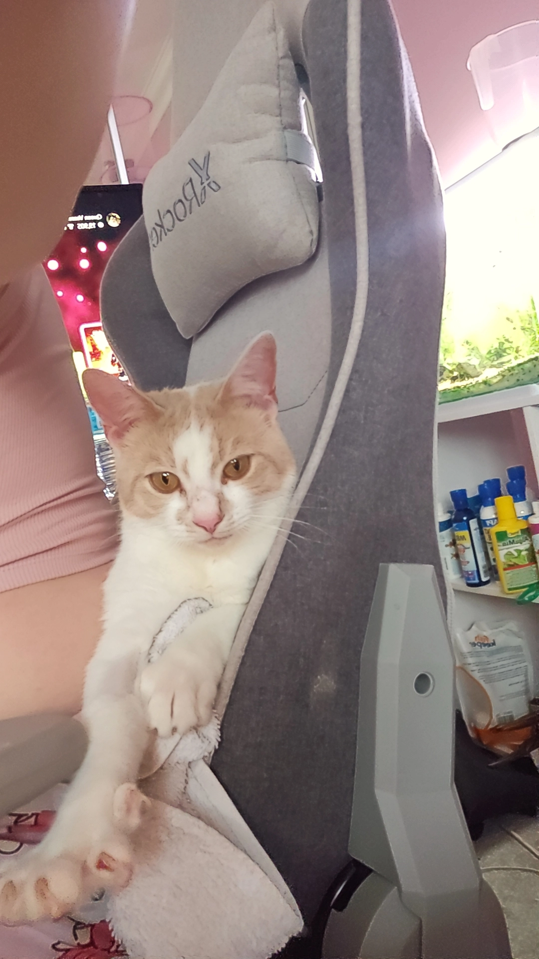 Casper - Westwick Road, Nottingham