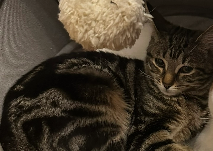 Maya - Avenue de l'Europe, Laxou