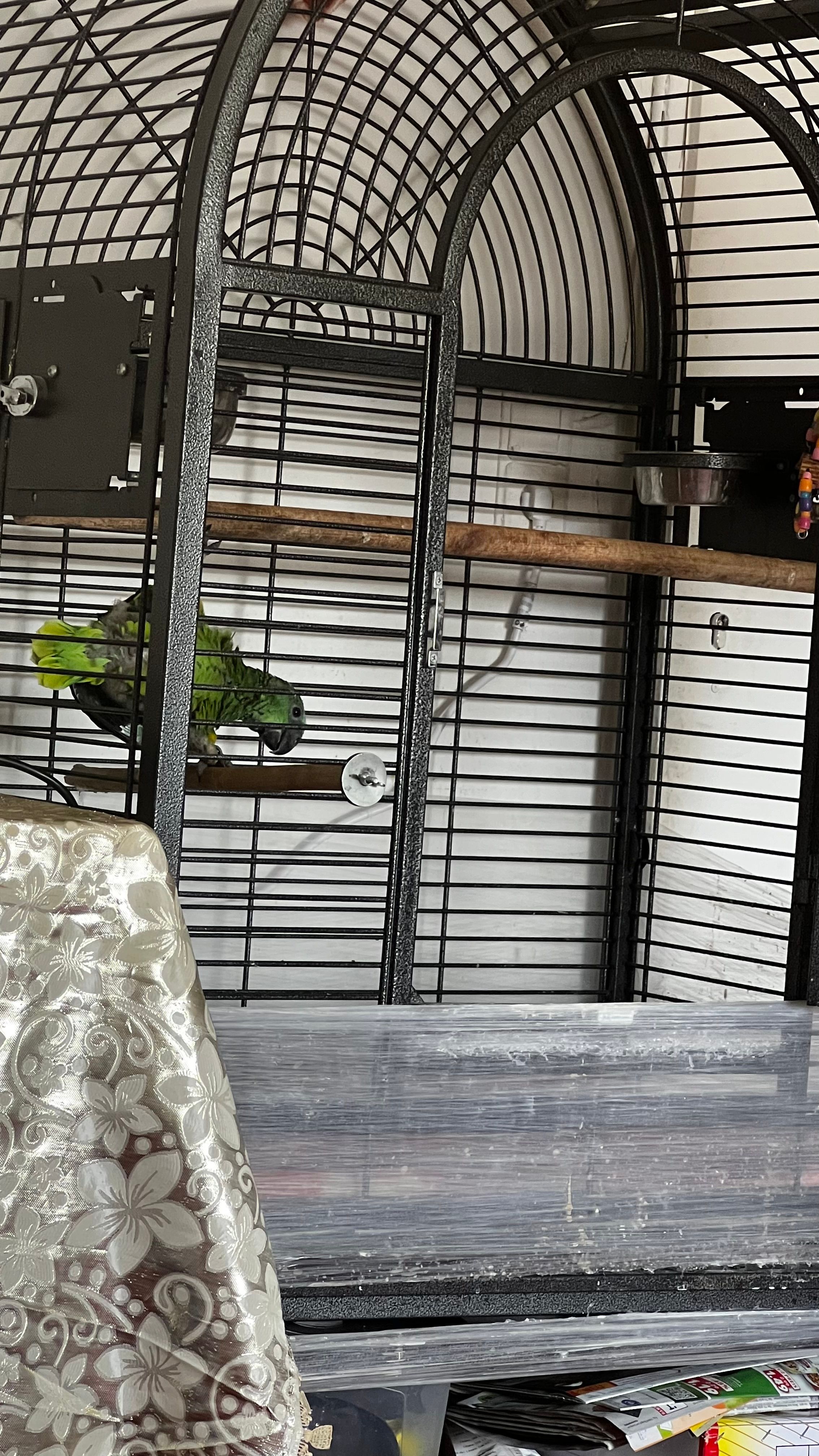 Papagei - Elsässer Straße, Forst