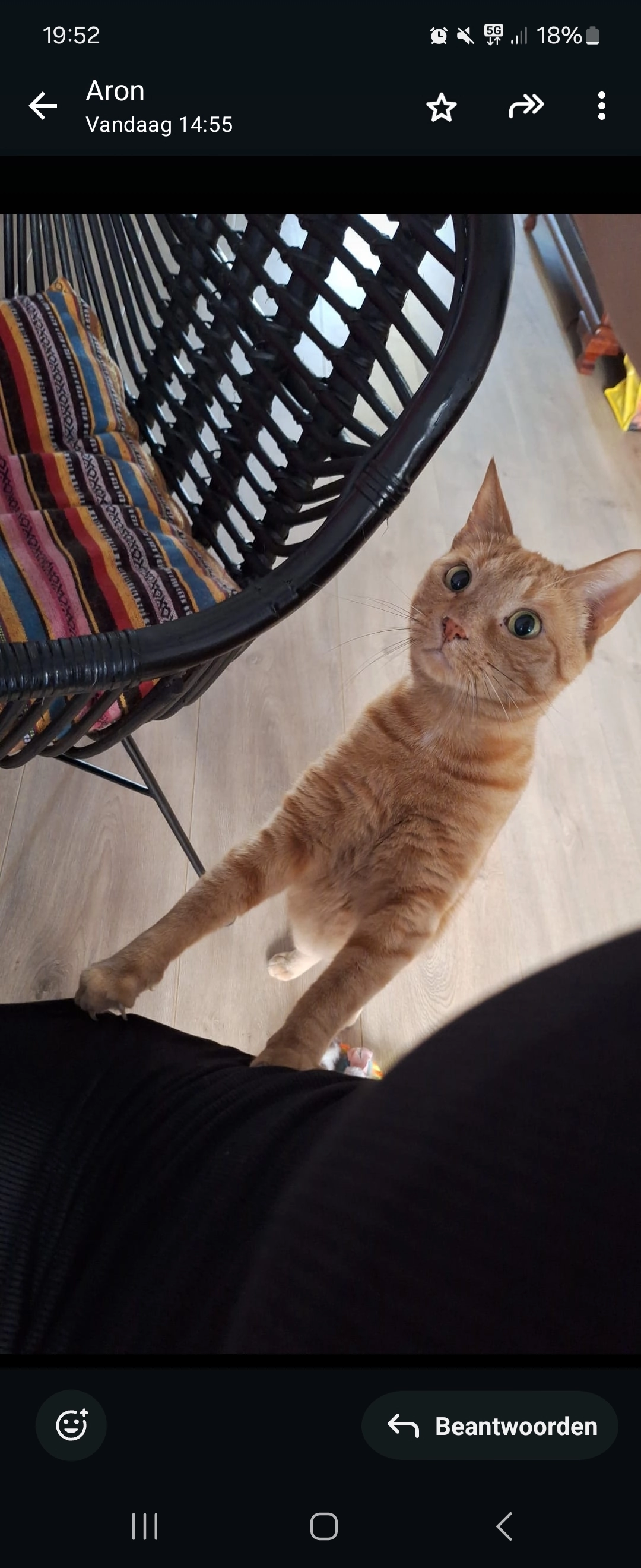 Pesto - Hoogstraat, Purmerend