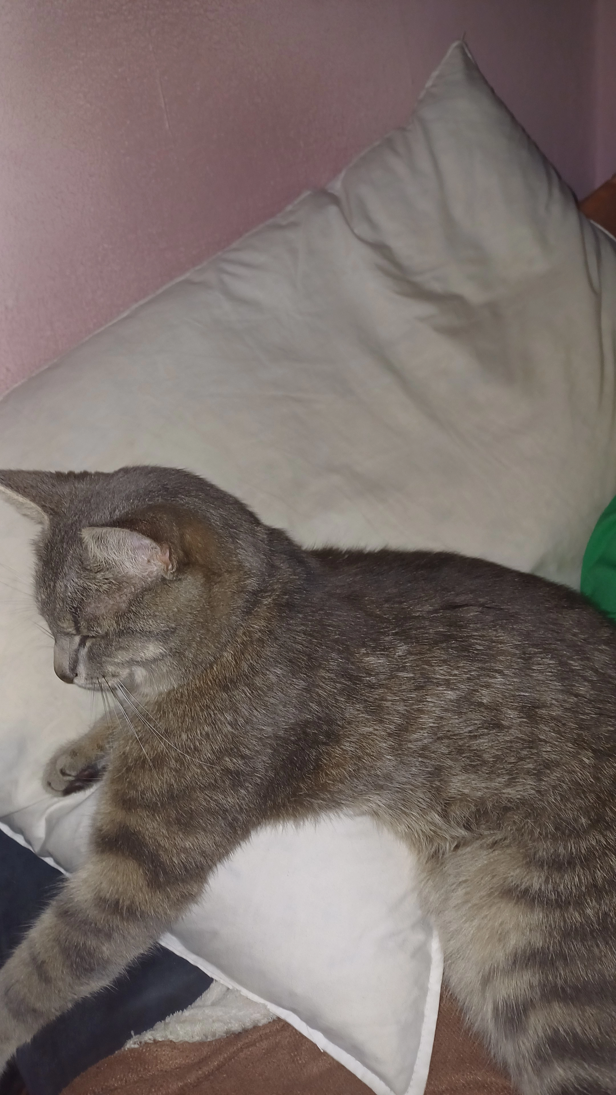 Mića - Тургењева, Belgrade