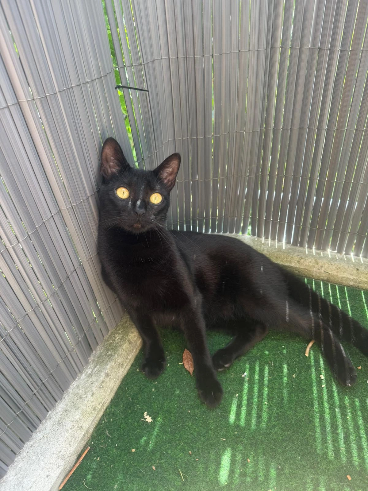 Daisy - Amperstraße, Schöngeising