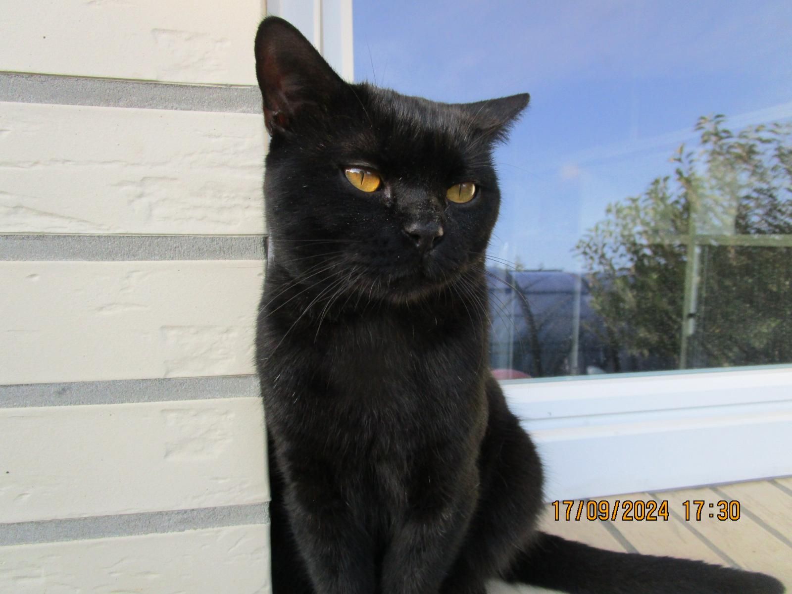 Charlie  - Taun Vörmann, Emstek