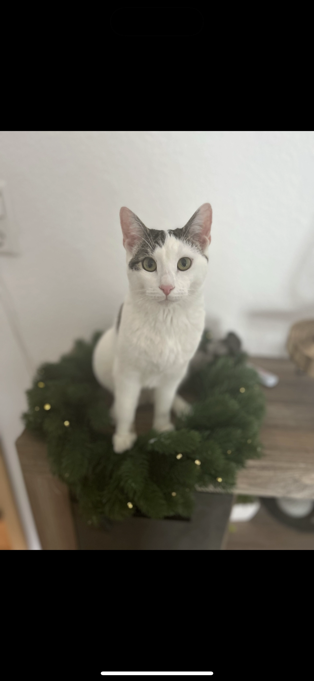 Nelly - Hans-Thoma-Straße, Sankt Georgen im Schwarzwald