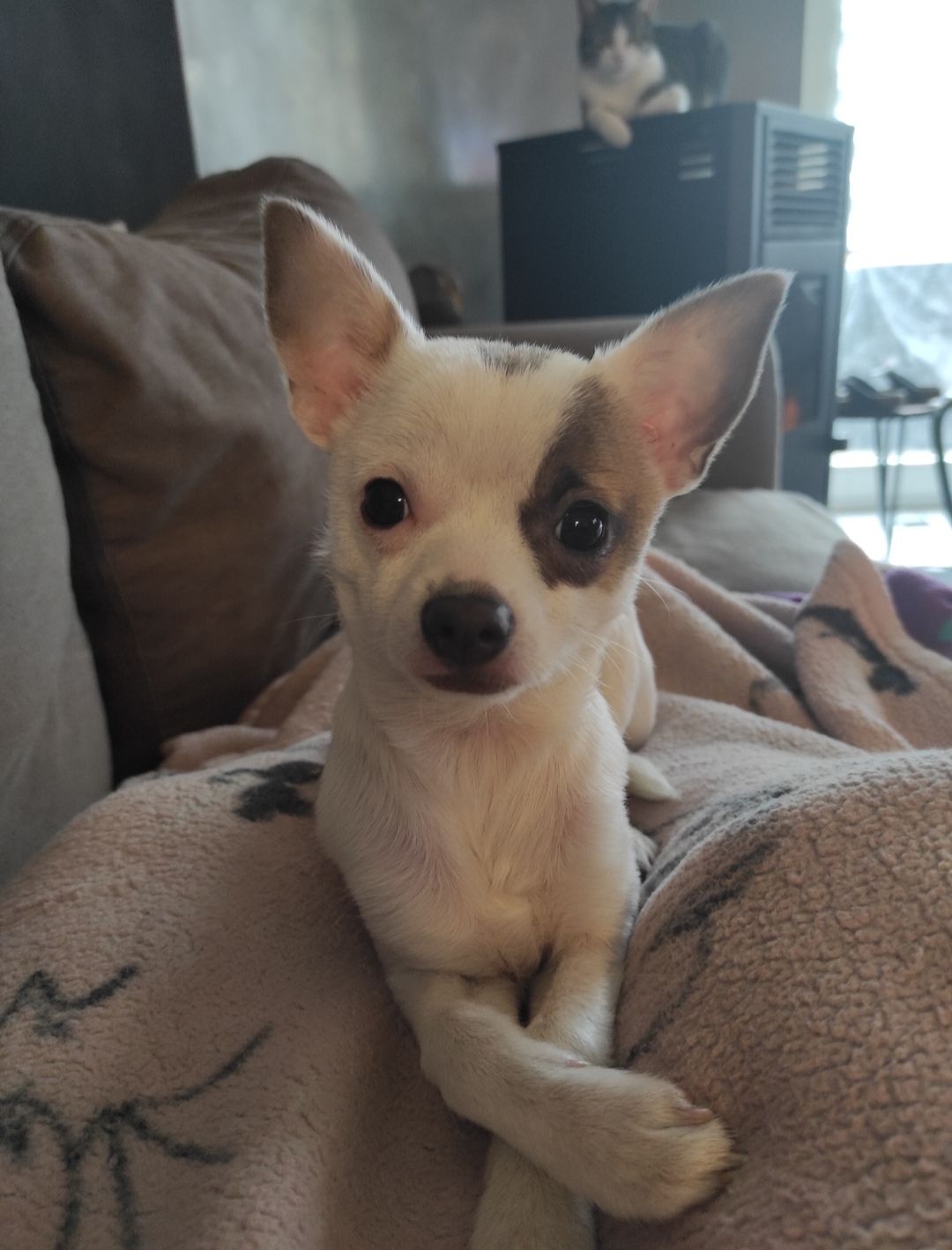 Oxy - Rue Du Fays, Juprelle