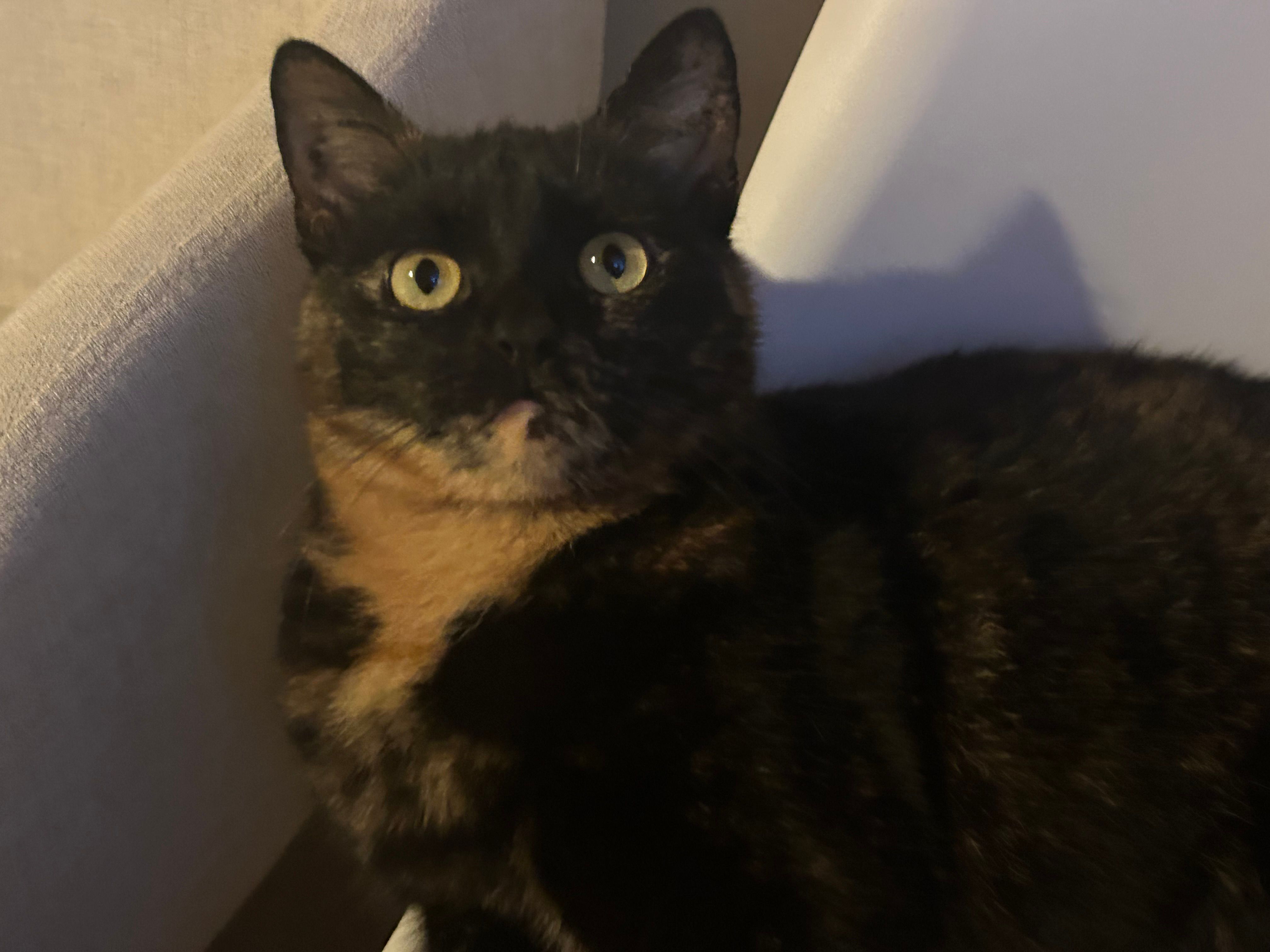 Pikku - Am Hangfeld, Freren