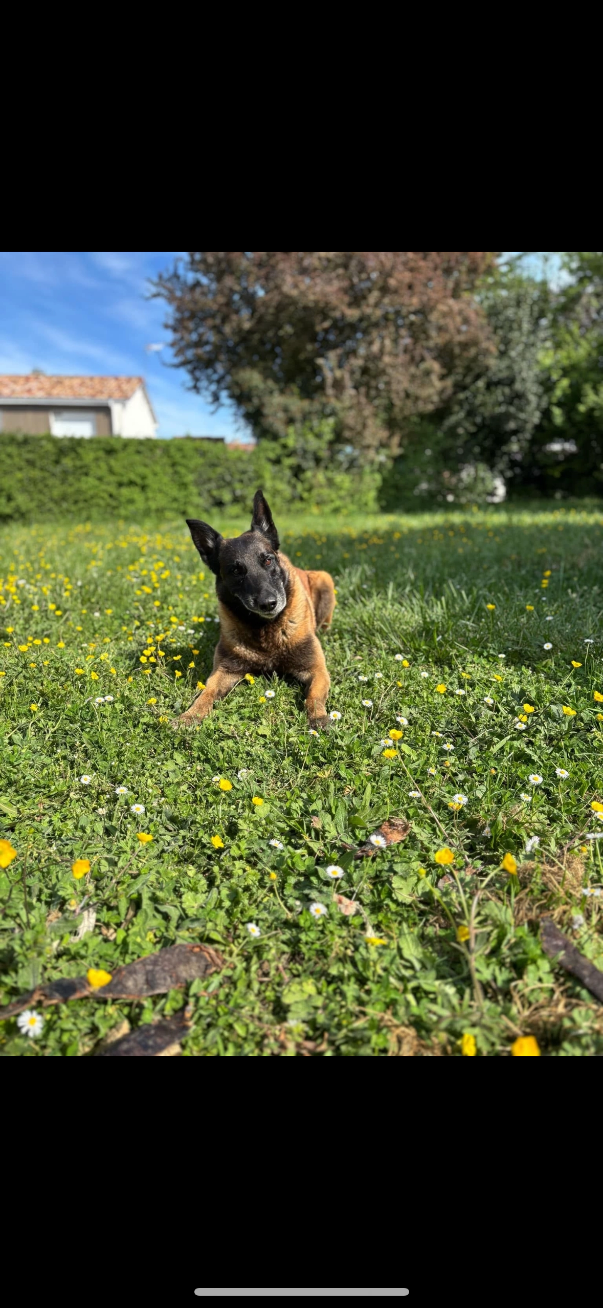 Mikado  - 33390, Blaye