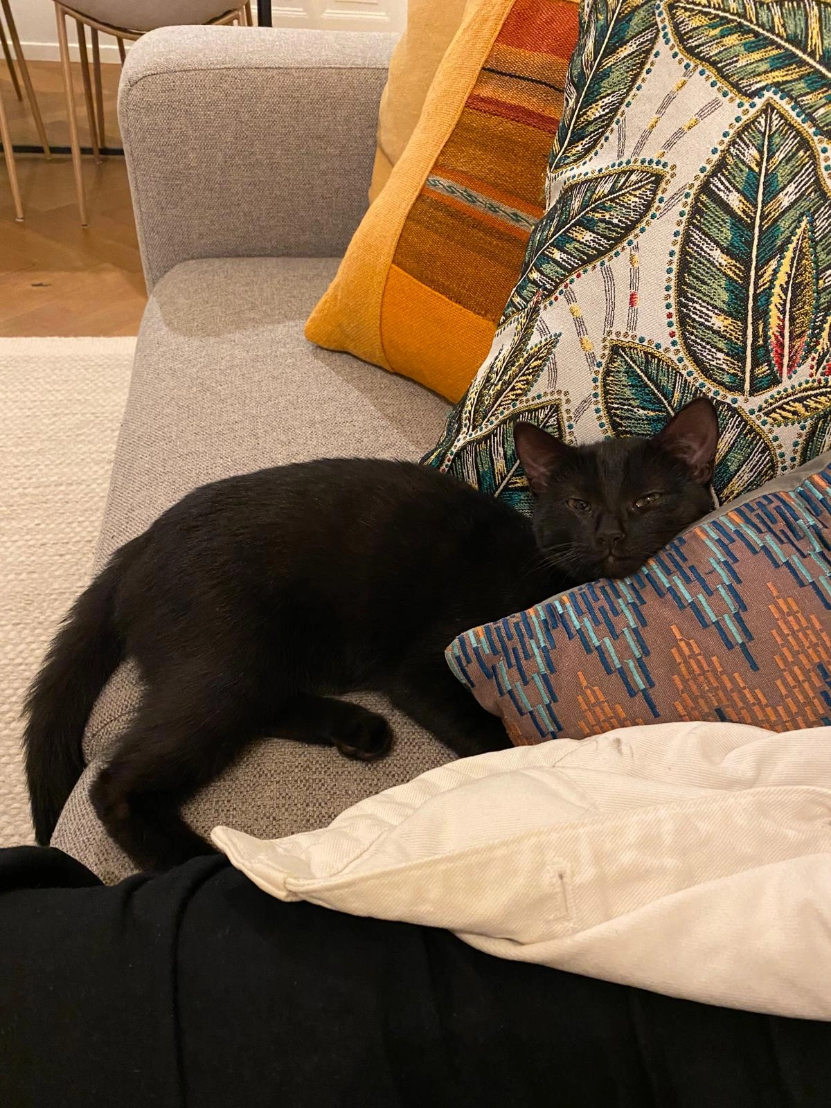 Snu - Dählhölzliweg 19, Bern