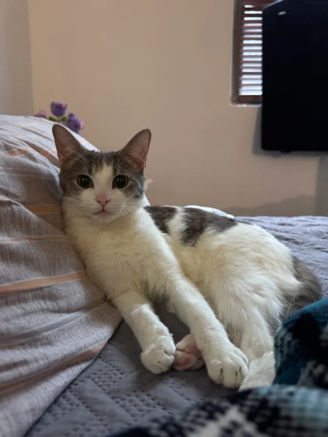 Luna - 3041 Edwin Ave, Fort Lee