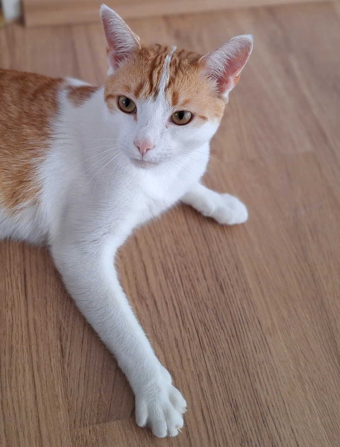 Berry - von Behringstraße, Kempen neue Stadt 47906