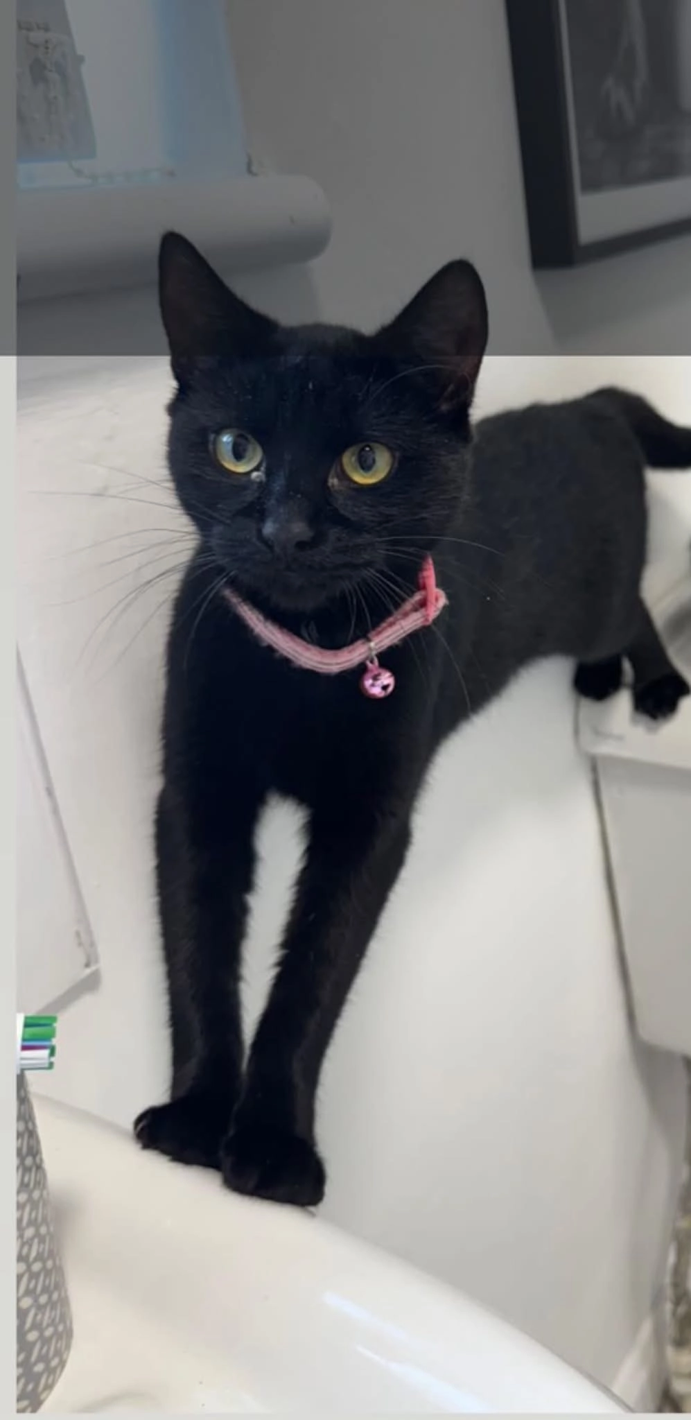 Tilly - Whitewell Crescent, Northern Ireland