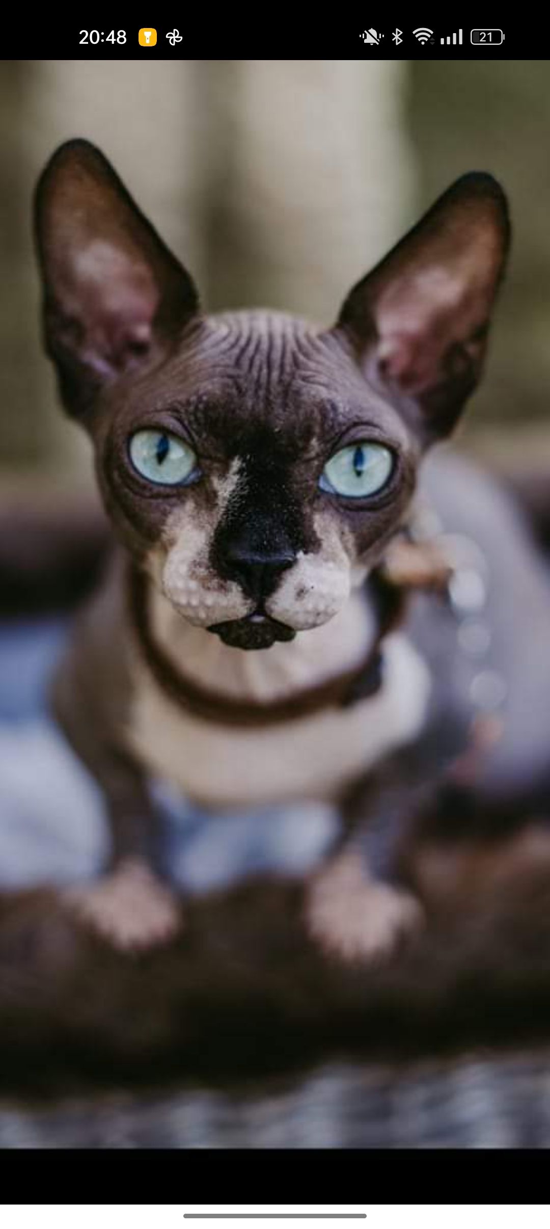 Simba - Wannbach, Pretzfeld