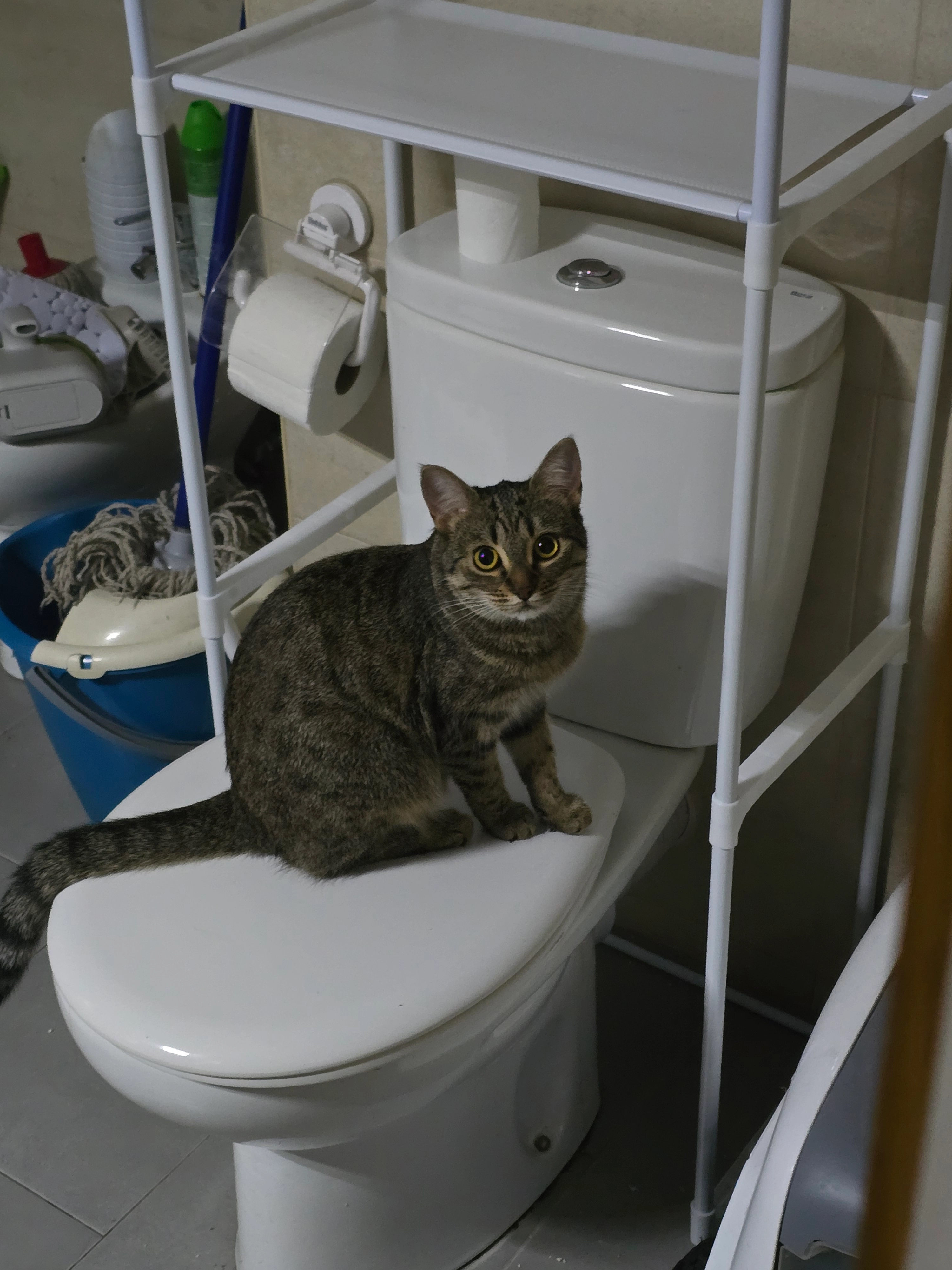 Suki - AD500, Andorra la Vieja