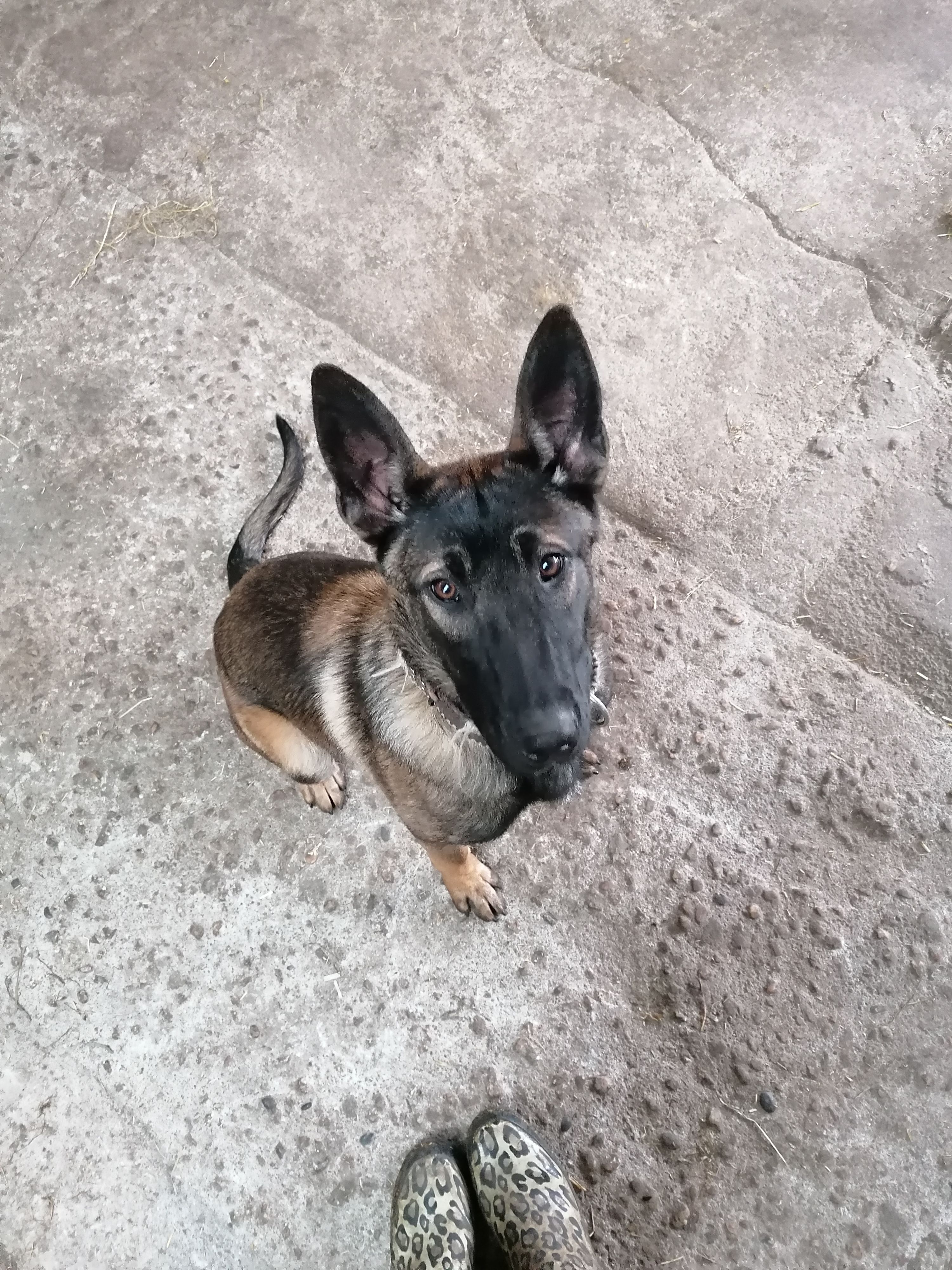 Chica - Wessemerdijk, Nederweert