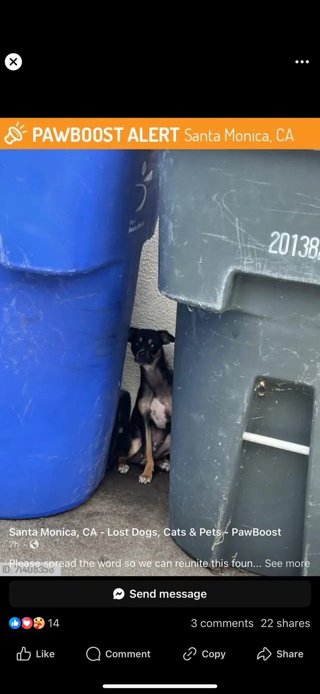 Lady - 17th St & Ashland Ave, Santa Monica