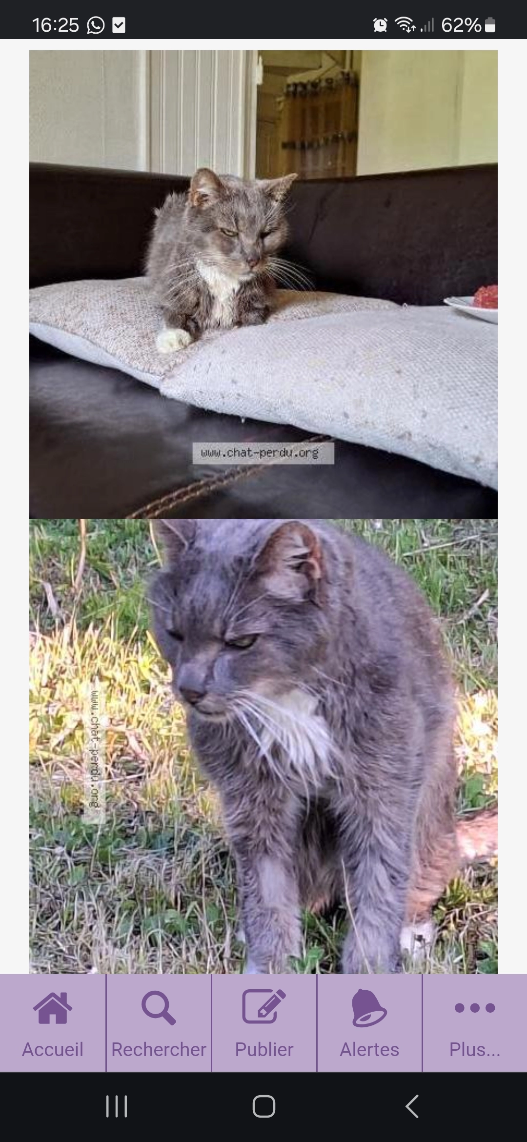 Mario - Rue du Bac, Saulchery