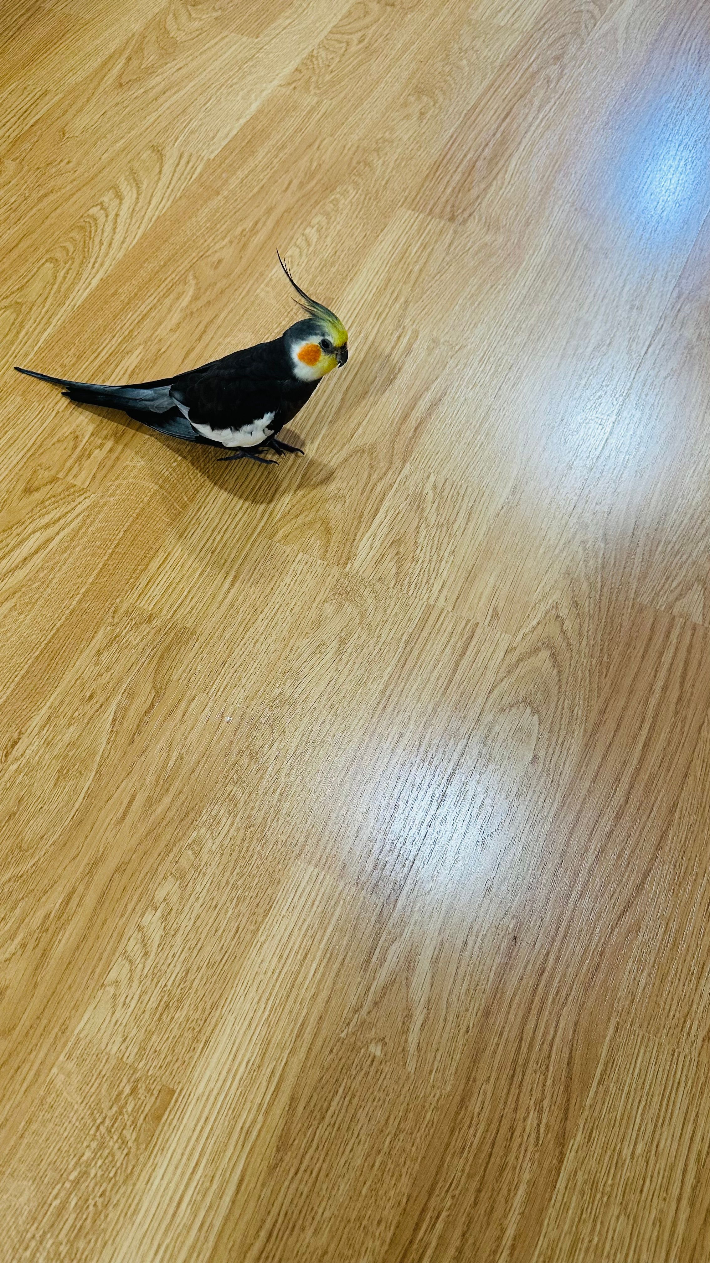 Nene - Calle Pico las Cabras, Castellón de la Plana